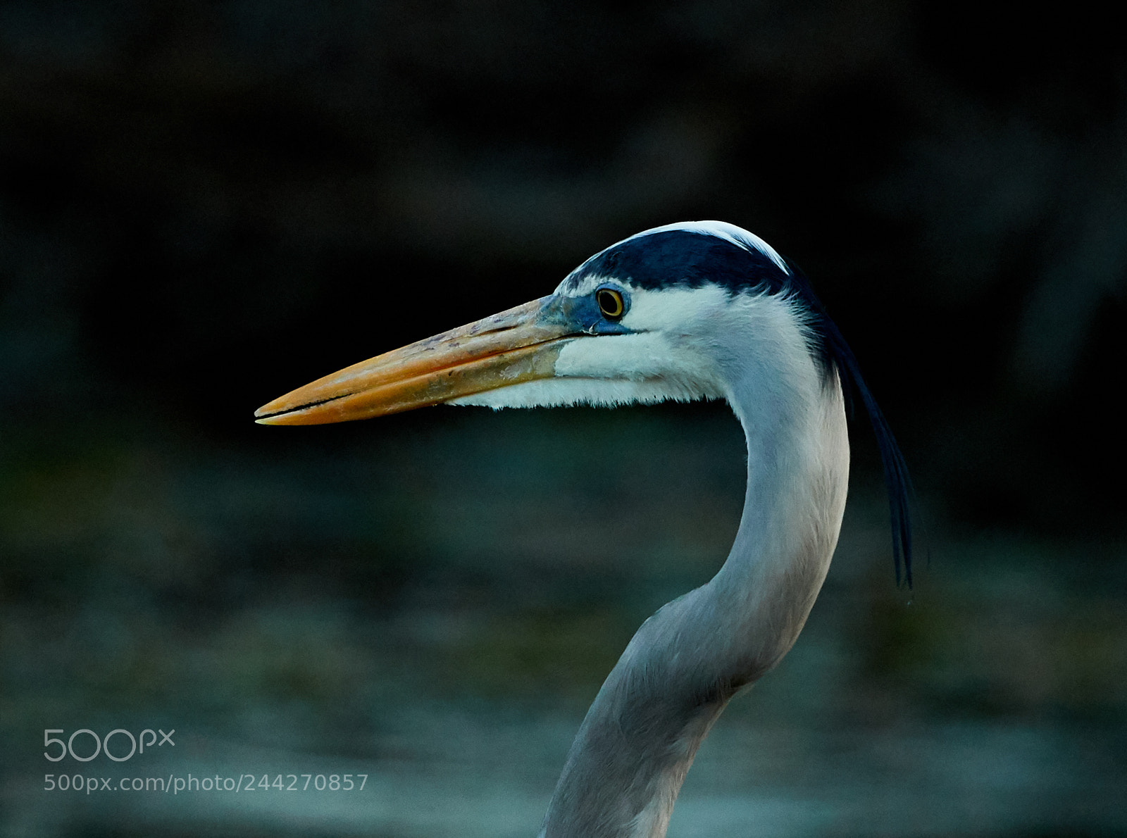 Canon EOS-1D X Mark II sample photo. 01-29-18-0001441.jpg photography