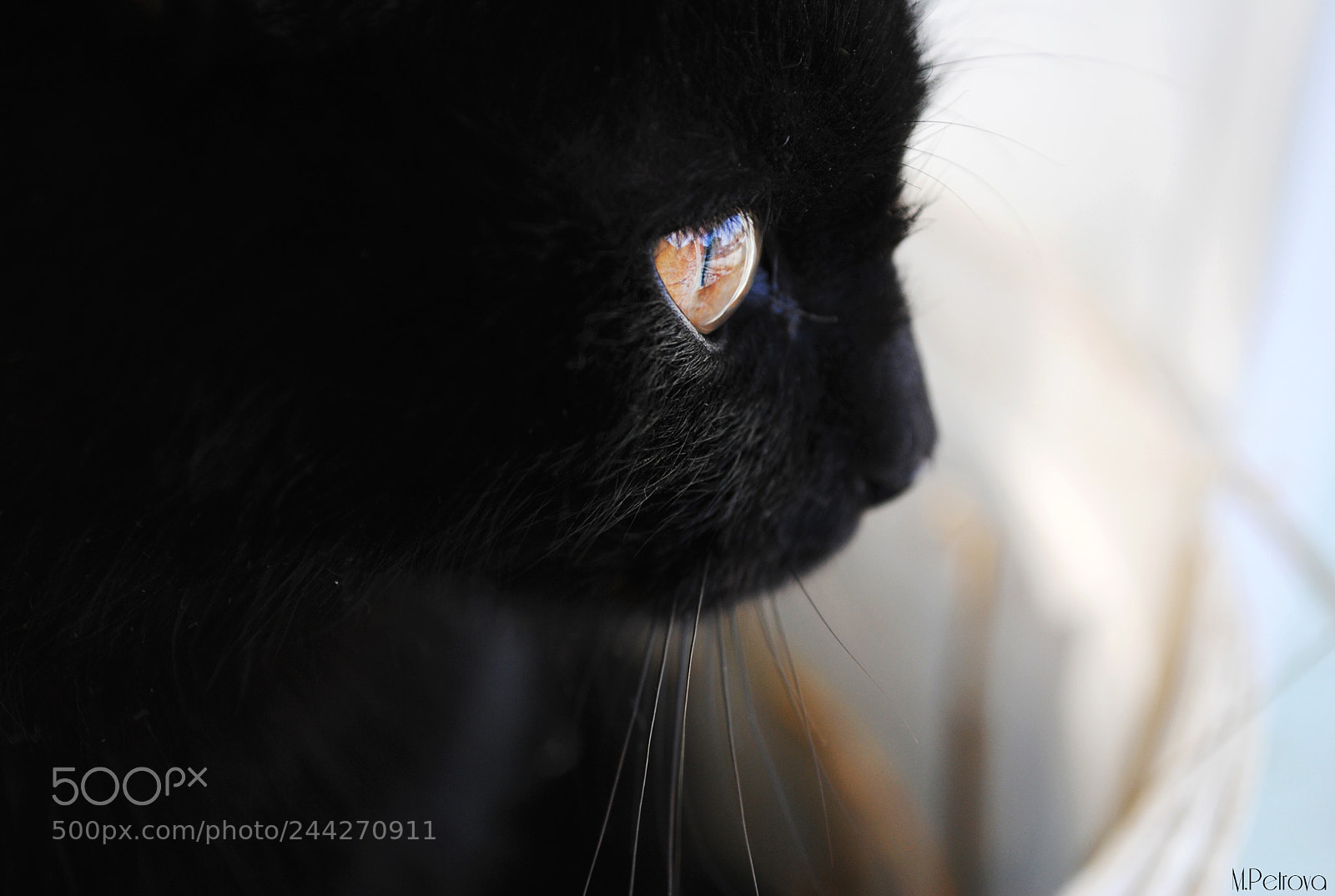 Nikon D3000 sample photo. Black magic photography