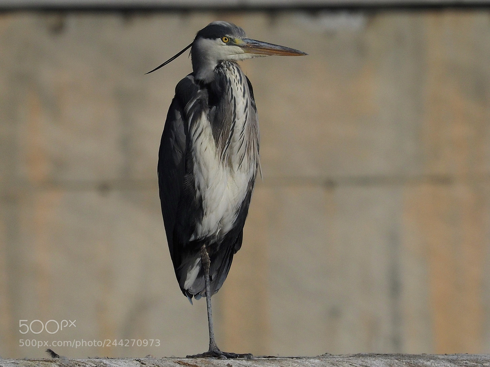 Olympus OM-D E-M1 sample photo. Garza real (ardea cinerea) photography