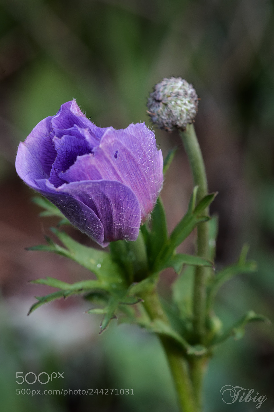 Nikon D500 sample photo. Not yet open photography