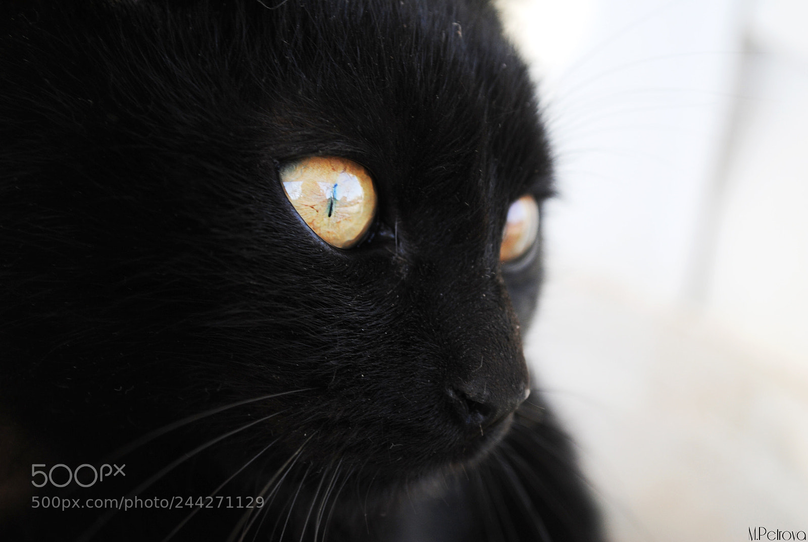 Nikon D3000 sample photo. Black magic ii photography