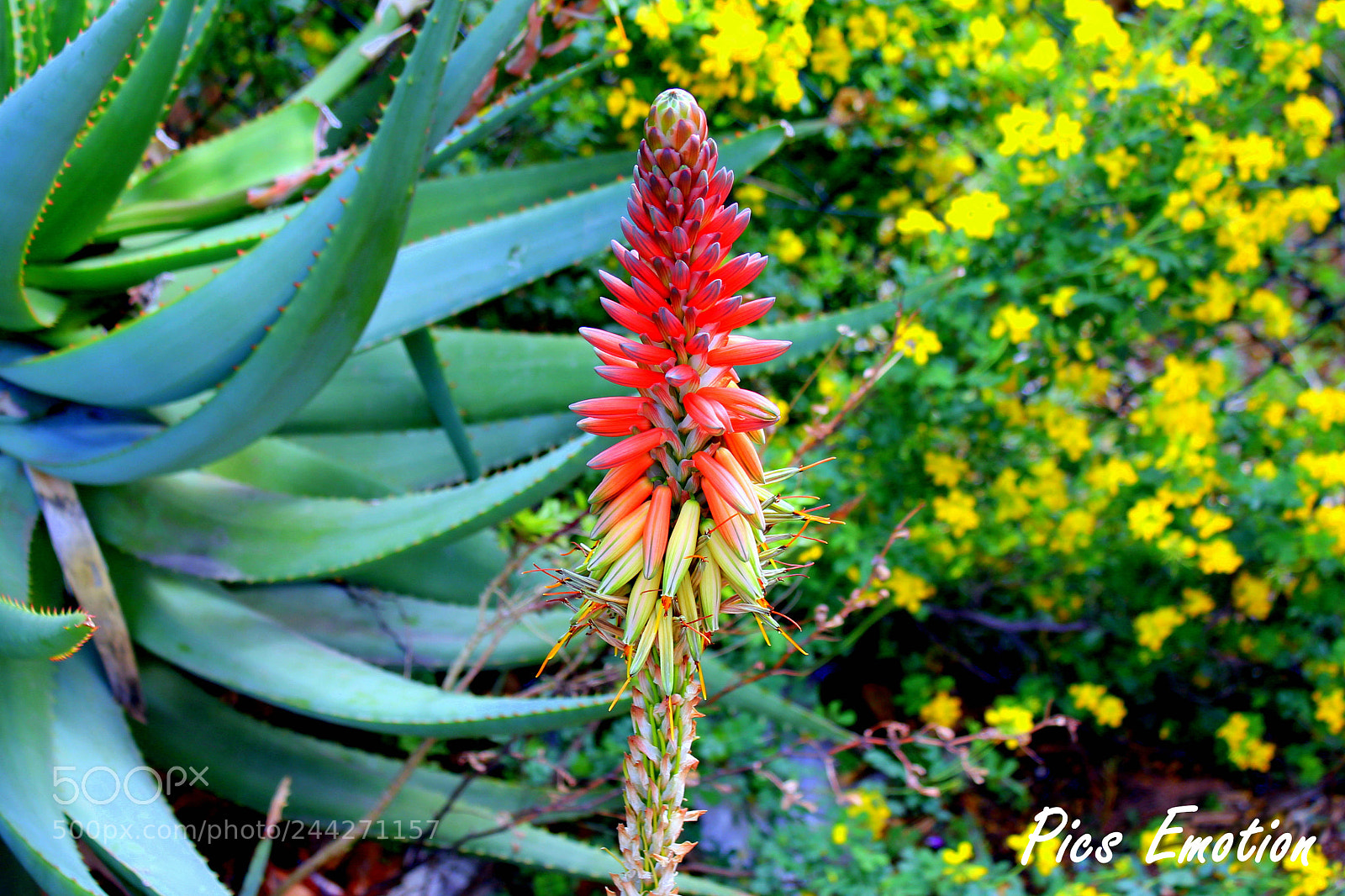 Canon EOS 550D (EOS Rebel T2i / EOS Kiss X4) sample photo. Aloé flower photography