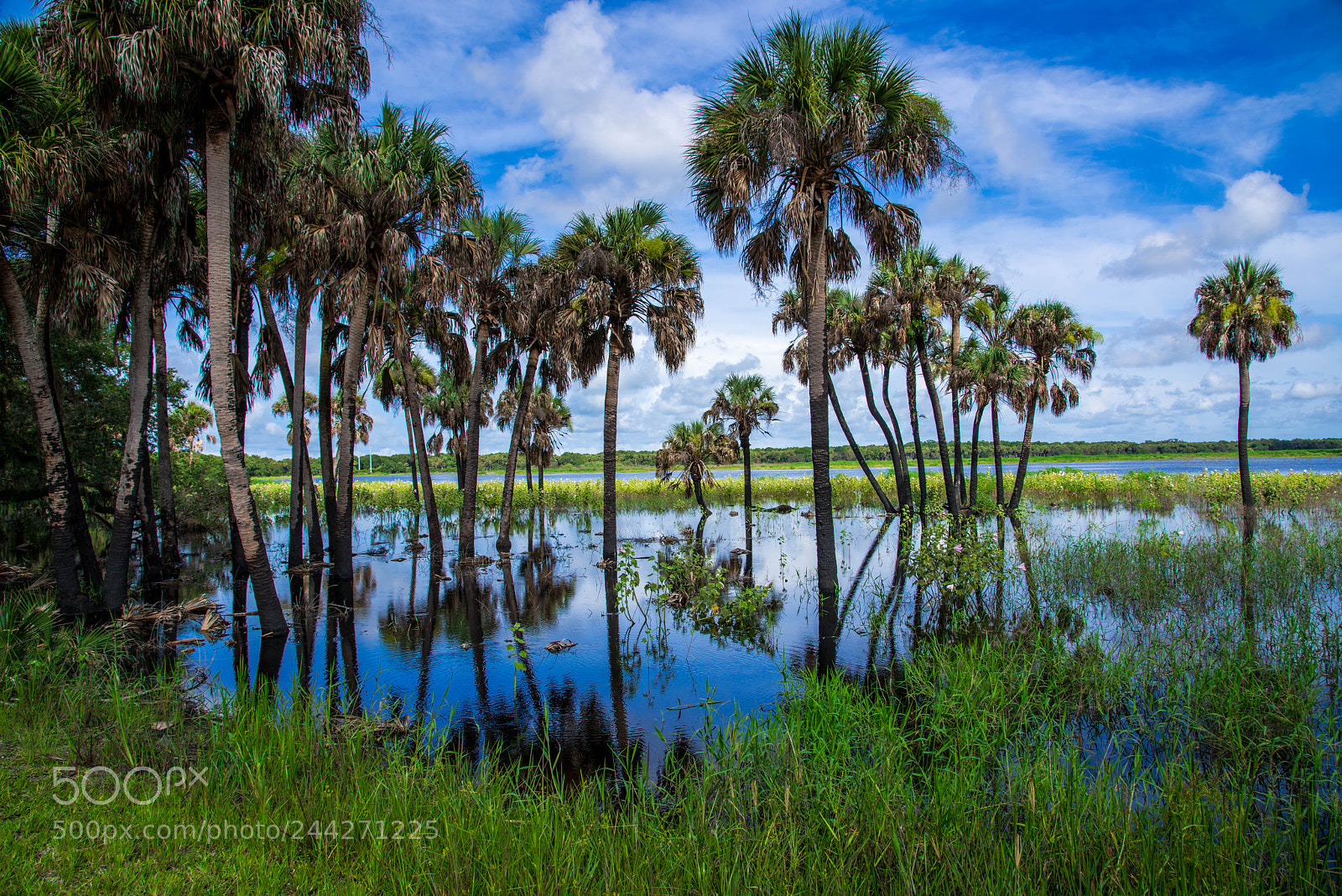 Nikon D810 sample photo. Wet season at myakka photography