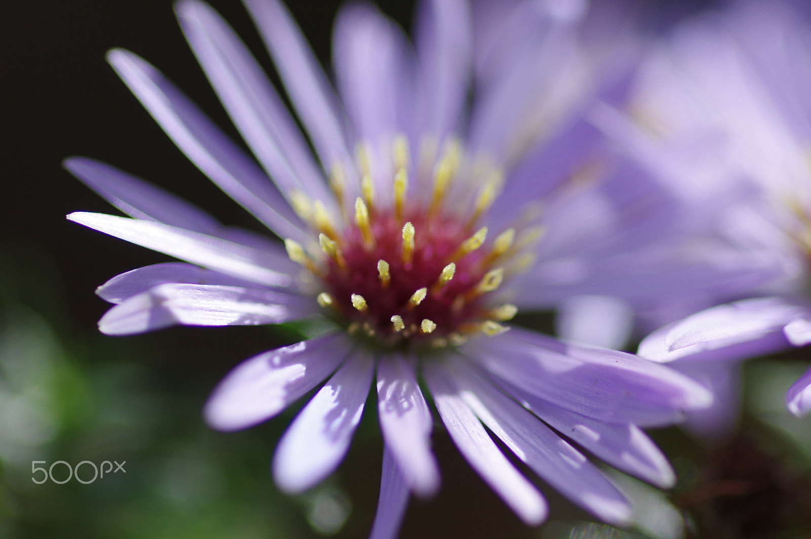 Pentax K-3 II + Pentax smc D-FA 100mm F2.8 Macro WR sample photo. Aster photography