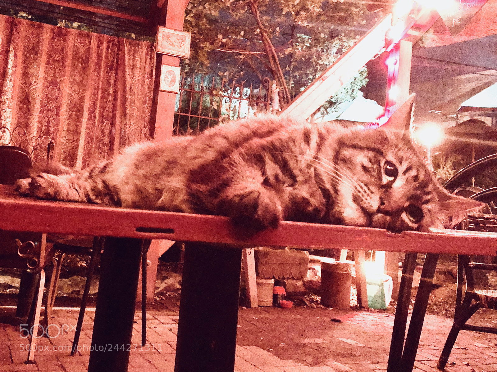 Apple iPhone 8 sample photo. A cat photography