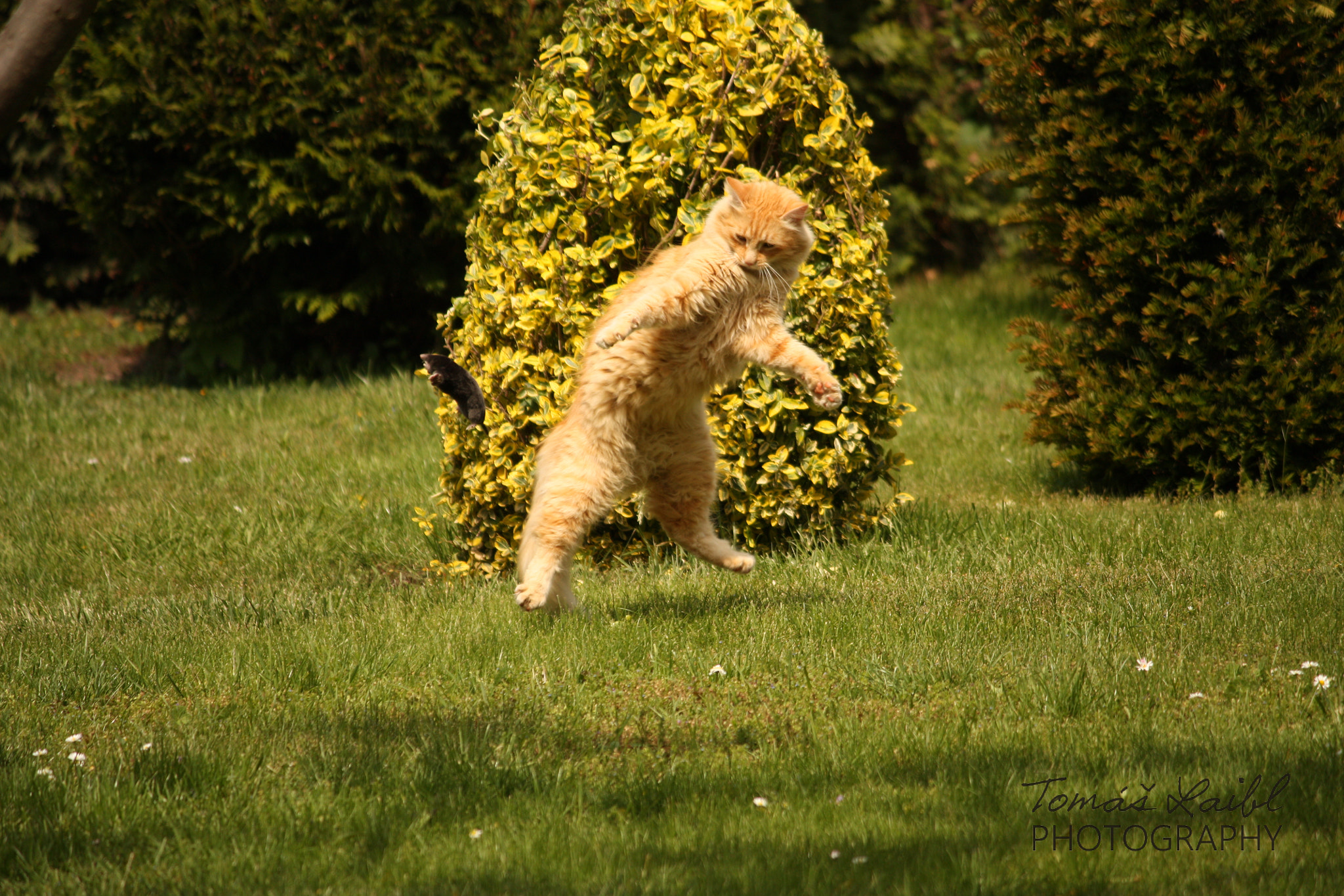 Canon EOS 450D (EOS Rebel XSi / EOS Kiss X2) sample photo. Cat and mole photography