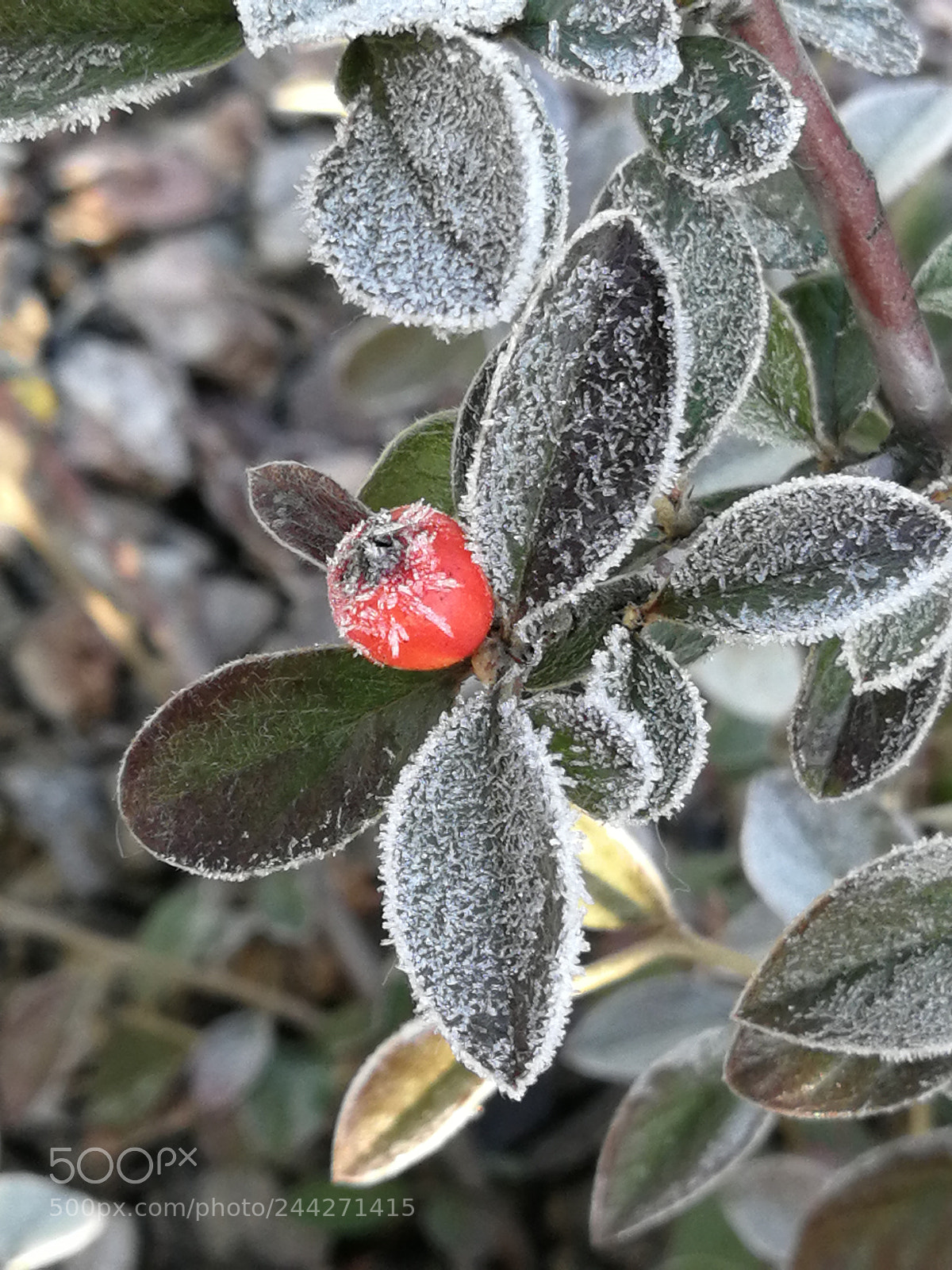 HUAWEI P10 sample photo. Untitled photography