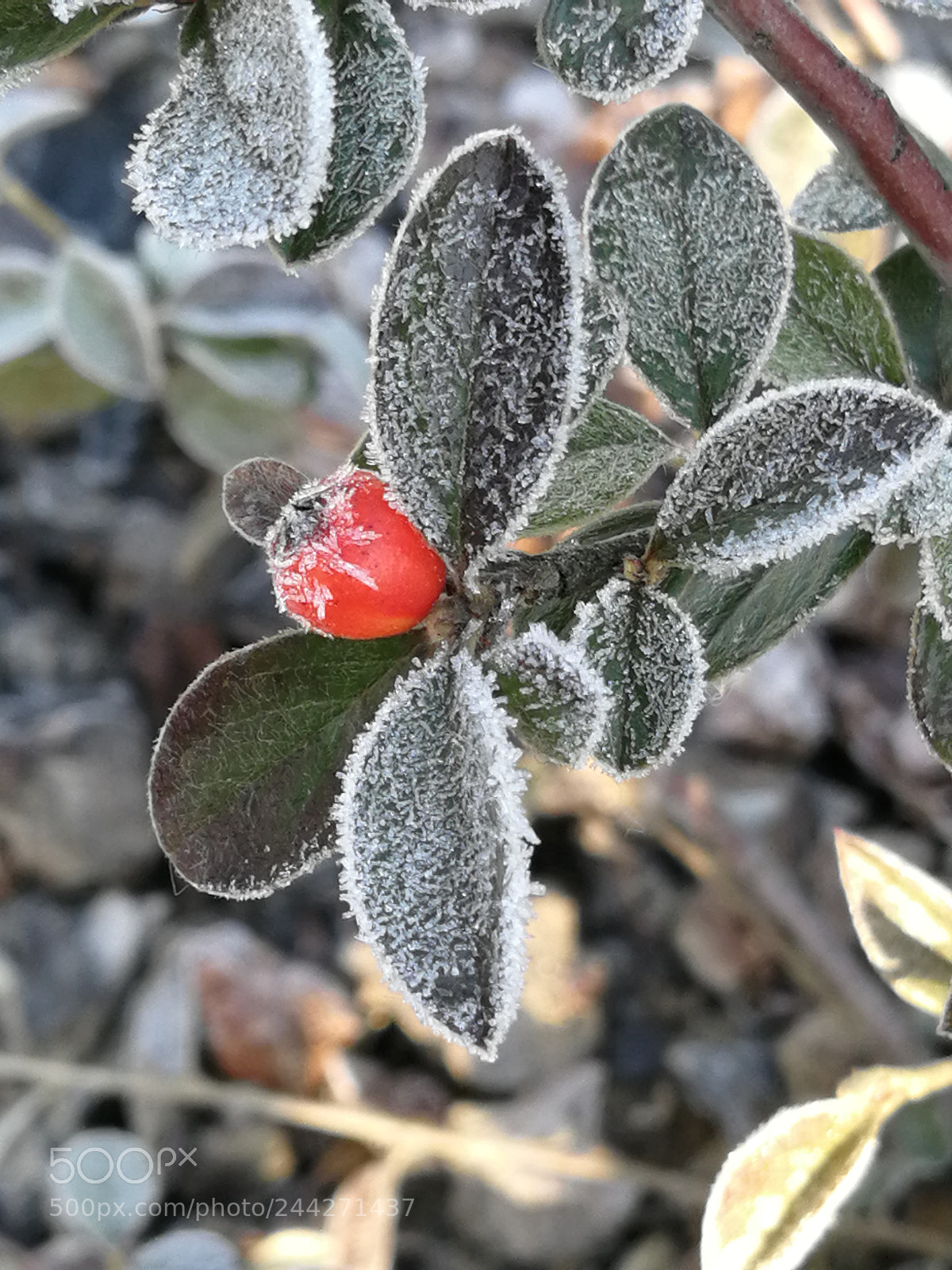 HUAWEI P10 sample photo. Untitled photography