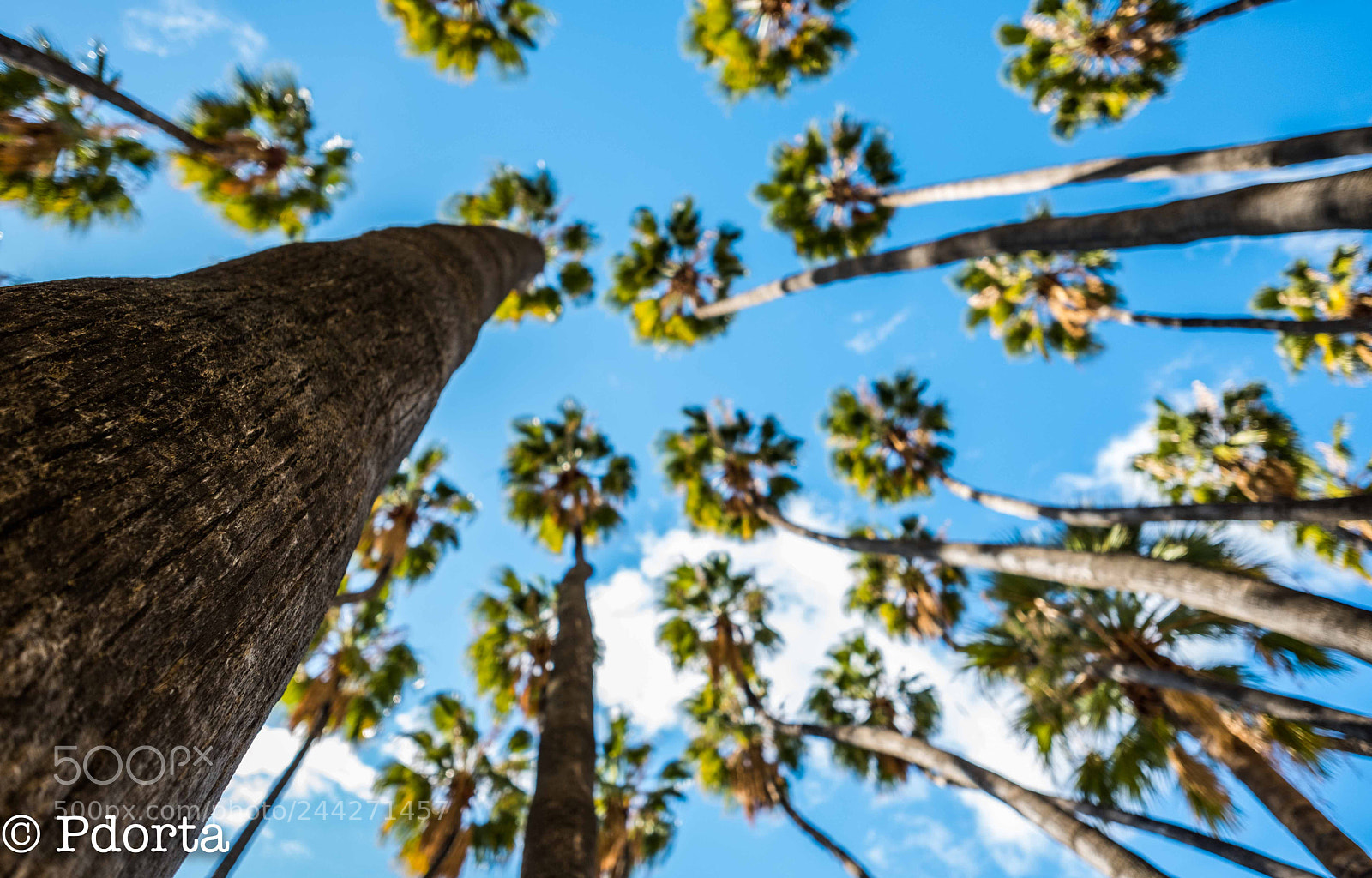 Fujifilm X-Pro2 sample photo. Palms, málaga photography