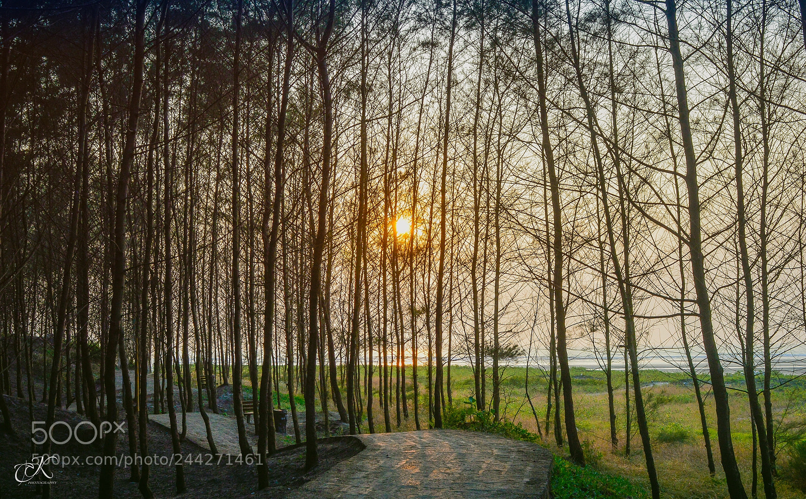 Nikon D3200 sample photo. Dusk in woods photography