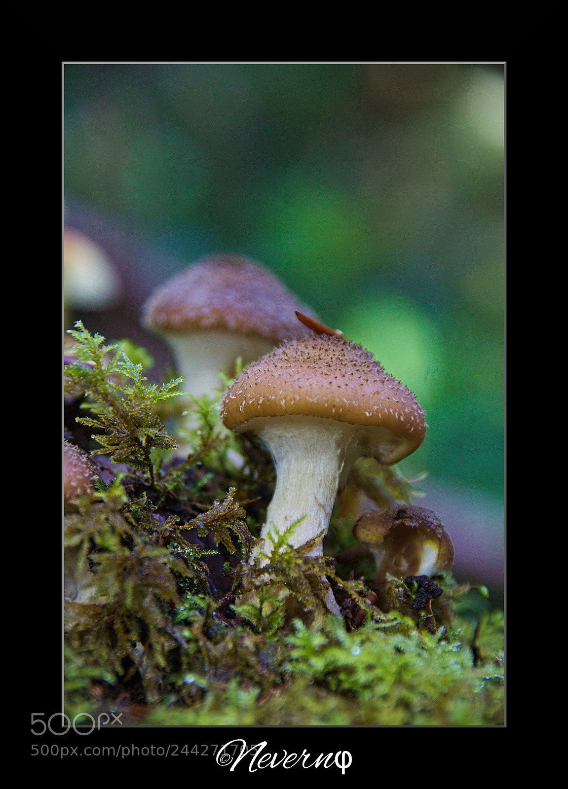 Pentax K-x sample photo. Mushroom 3 photography