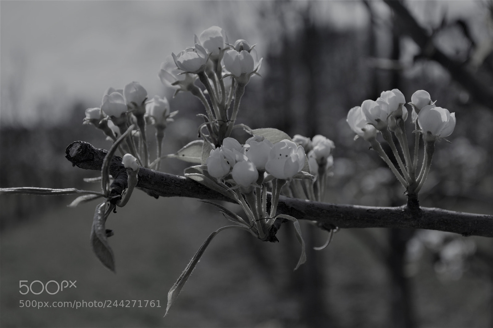 Nikon D3200 sample photo. Edit photography