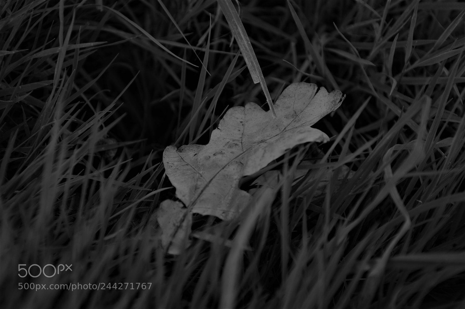 Nikon D3200 sample photo. Edit photography
