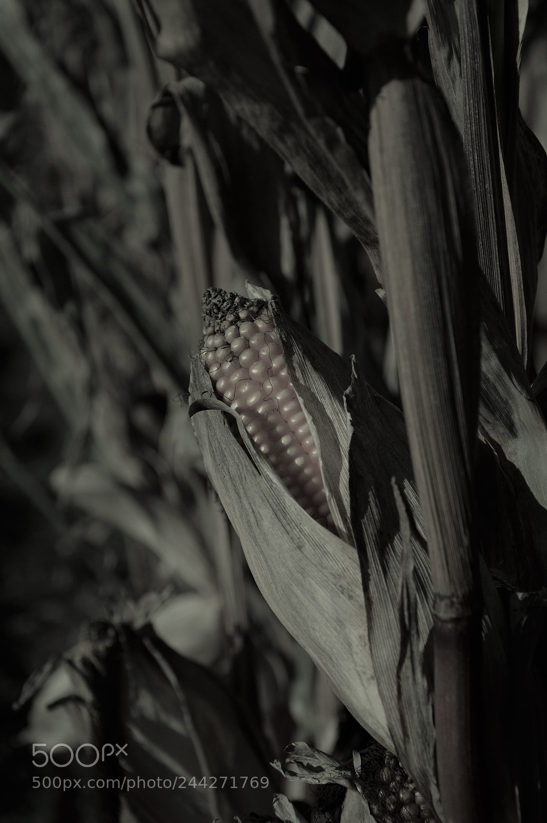 Nikon D3200 sample photo. Edit photography