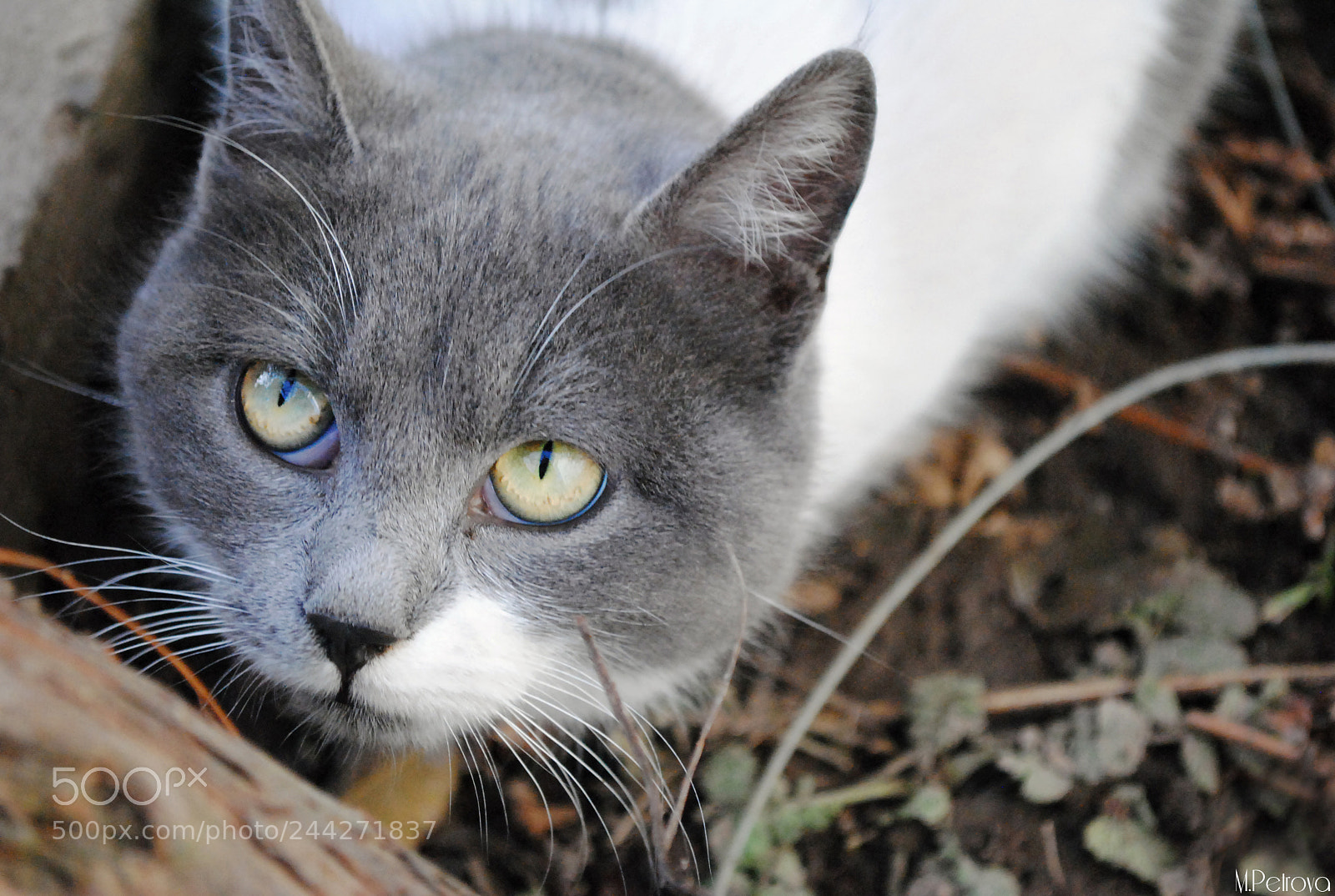 Nikon D3000 sample photo. Those eyes photography