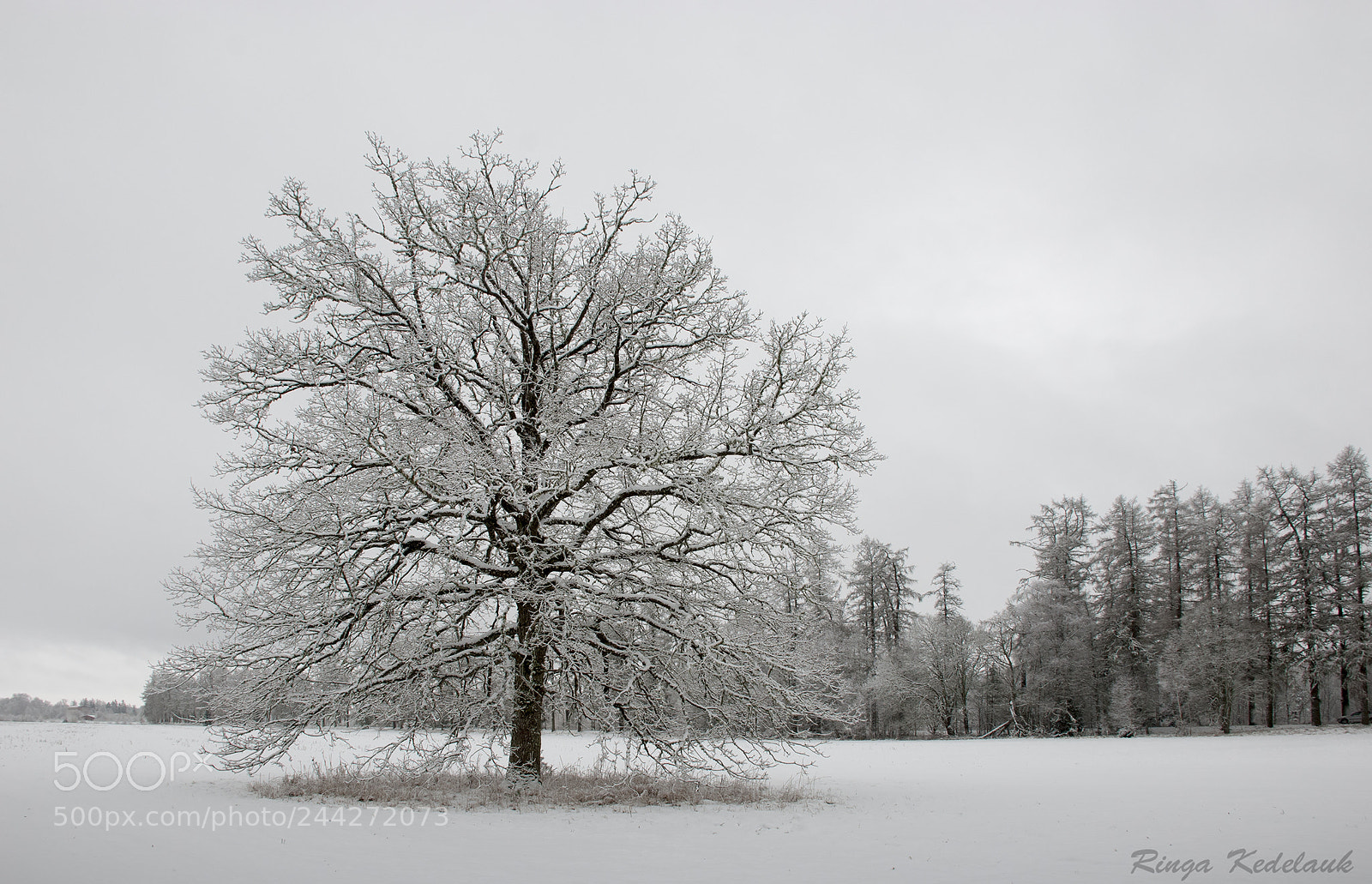 Nikon D80 sample photo. Lonely old tree photography