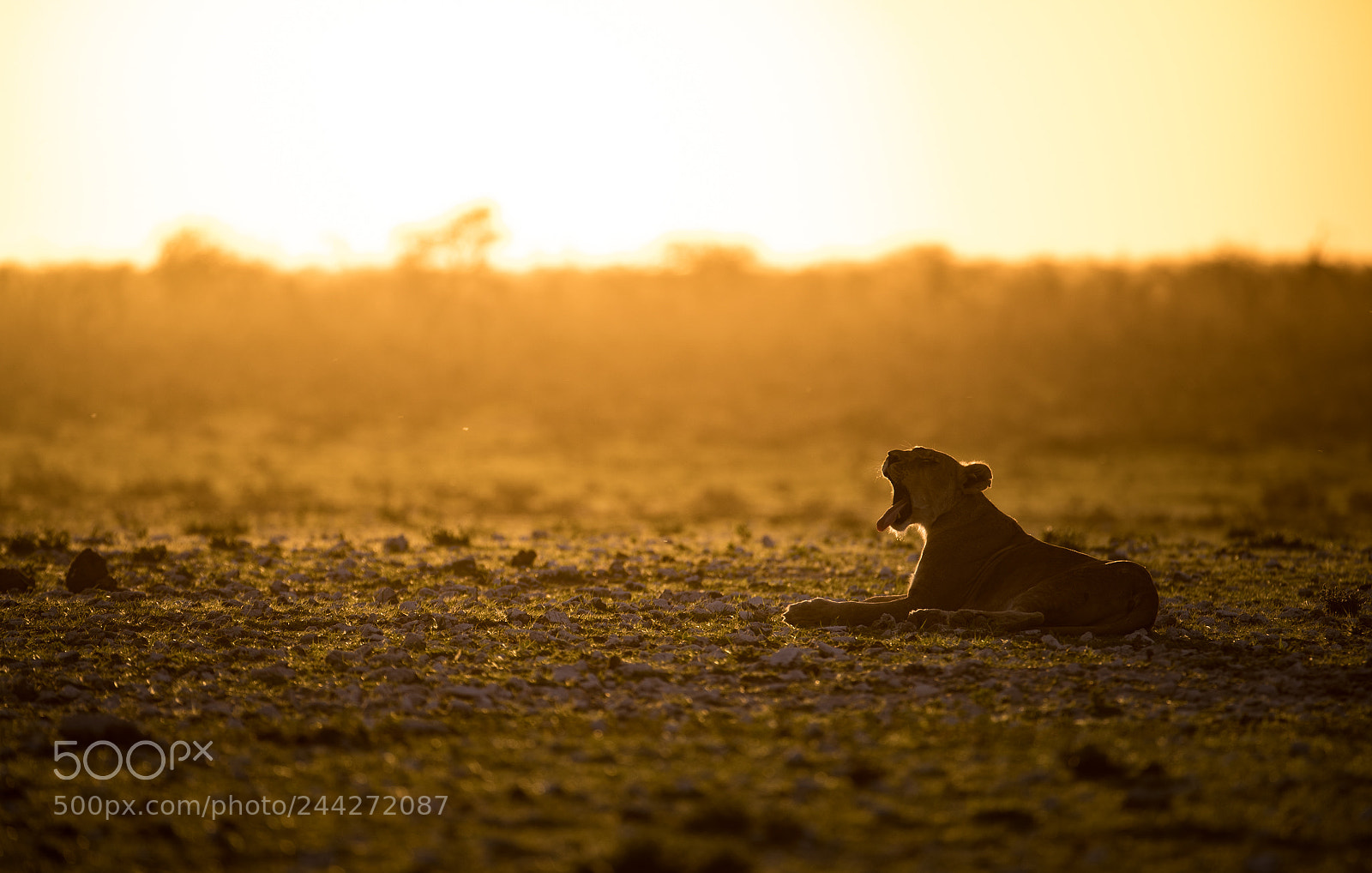 Canon EOS-1D X Mark II sample photo. Sunset lion photography