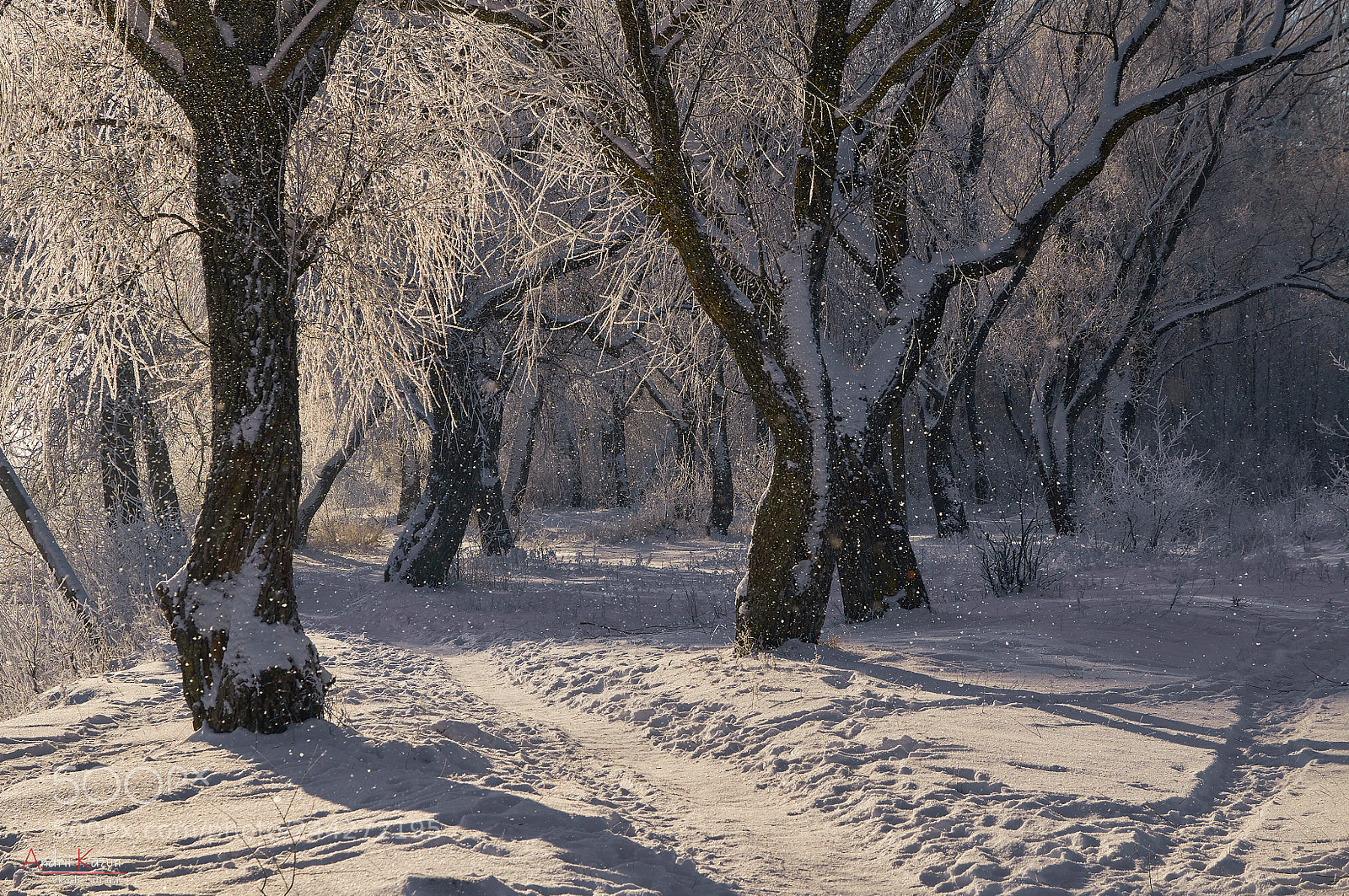 Nikon D300 sample photo. Walking snow-covered paths photography