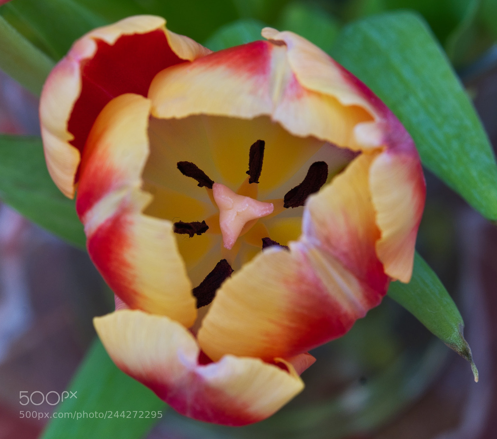 Fujifilm X-Pro2 sample photo. Another tulip photography