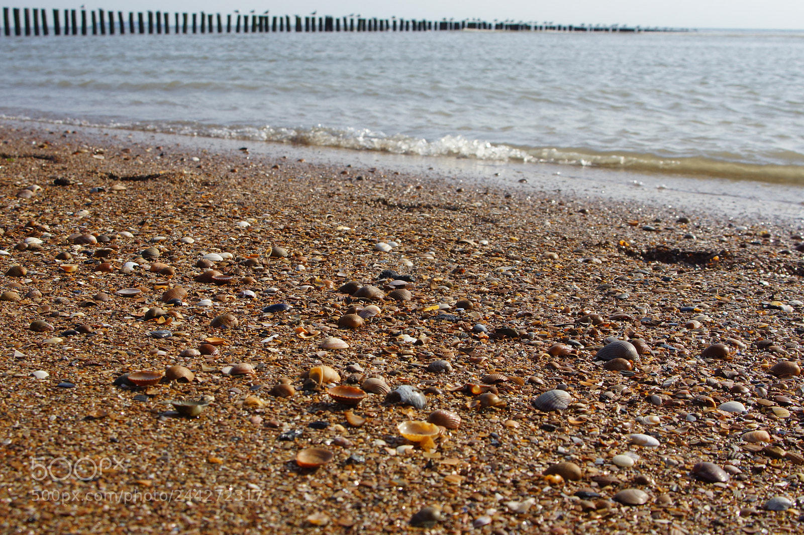 Sony SLT-A77 sample photo. Strand und muscheln photography