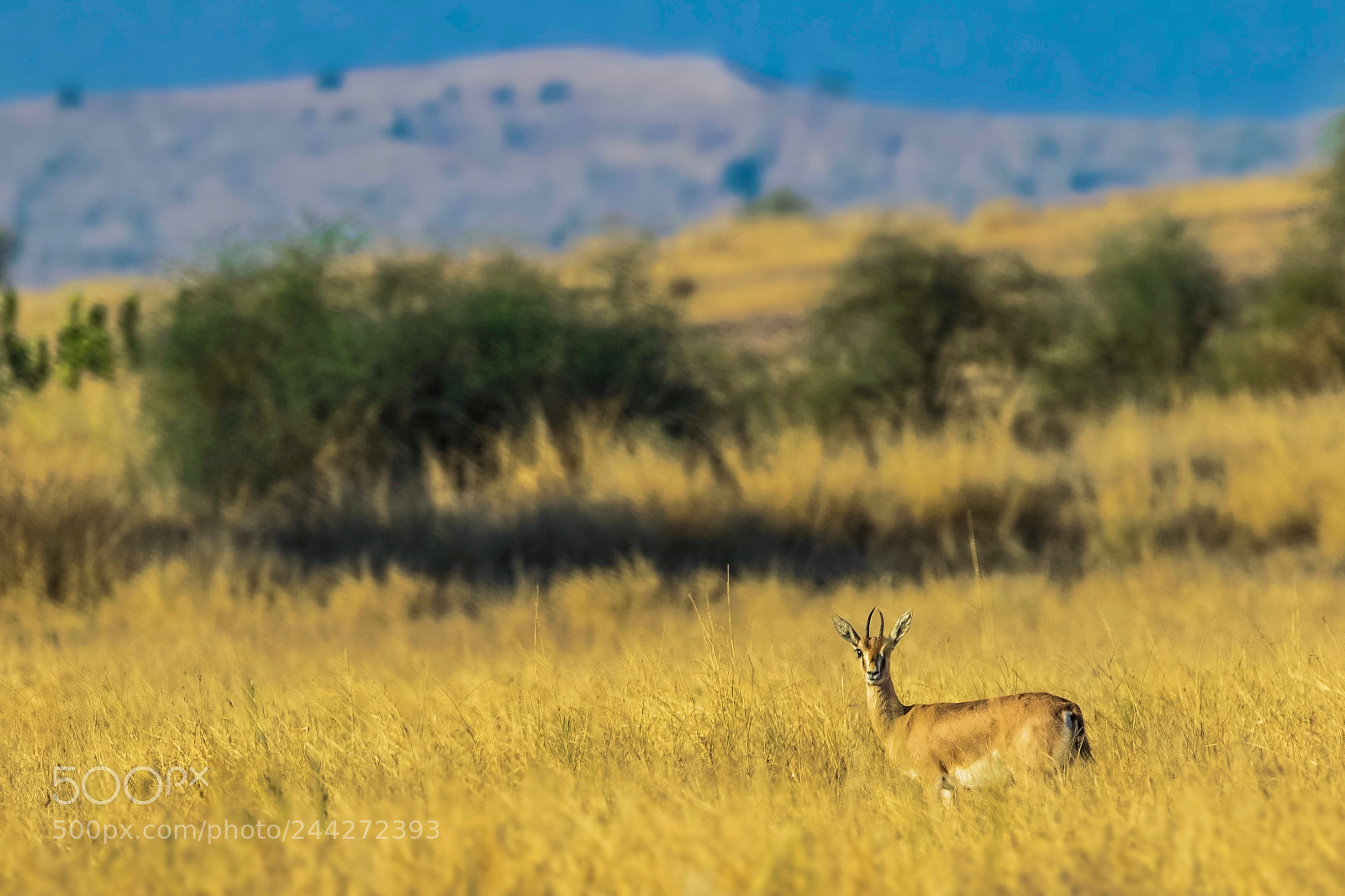 Canon EOS 7D Mark II sample photo. Indian gazelle photography