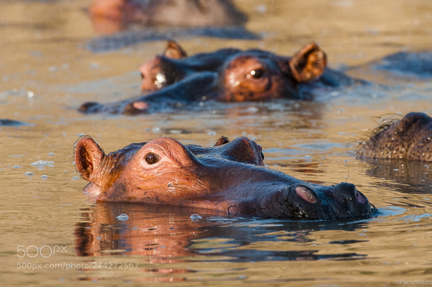 Nikon D300 sample photo. Happy hippos photography