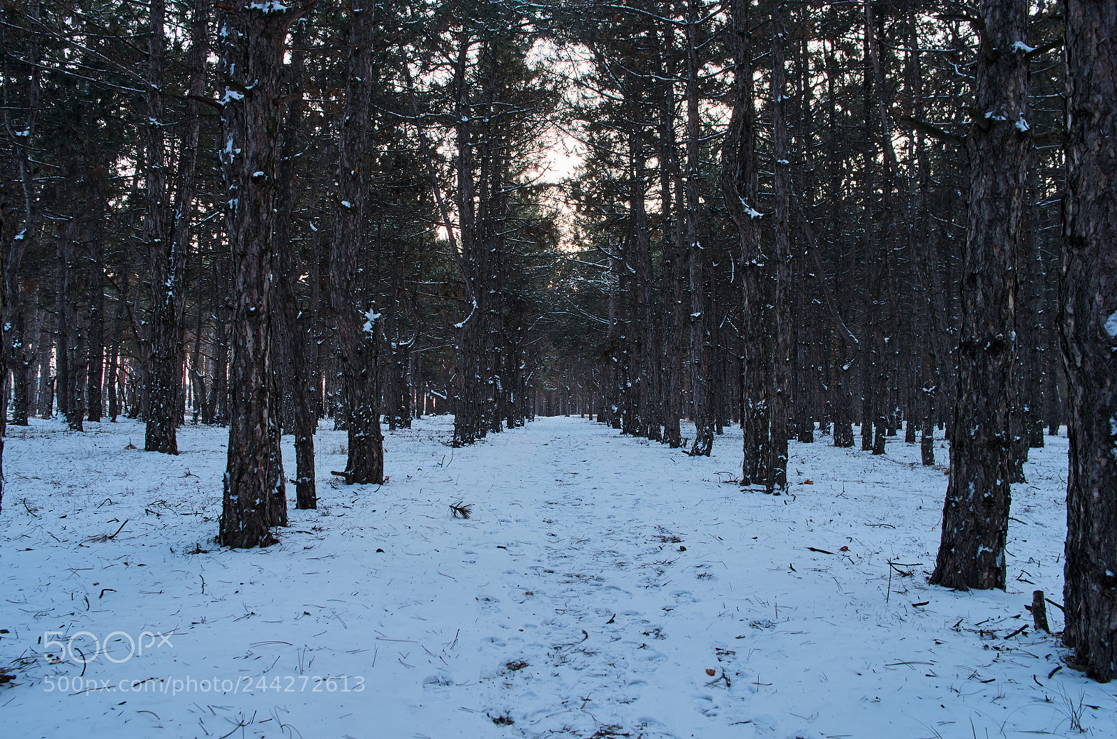 Pentax K-5 II sample photo. Winter forest photography
