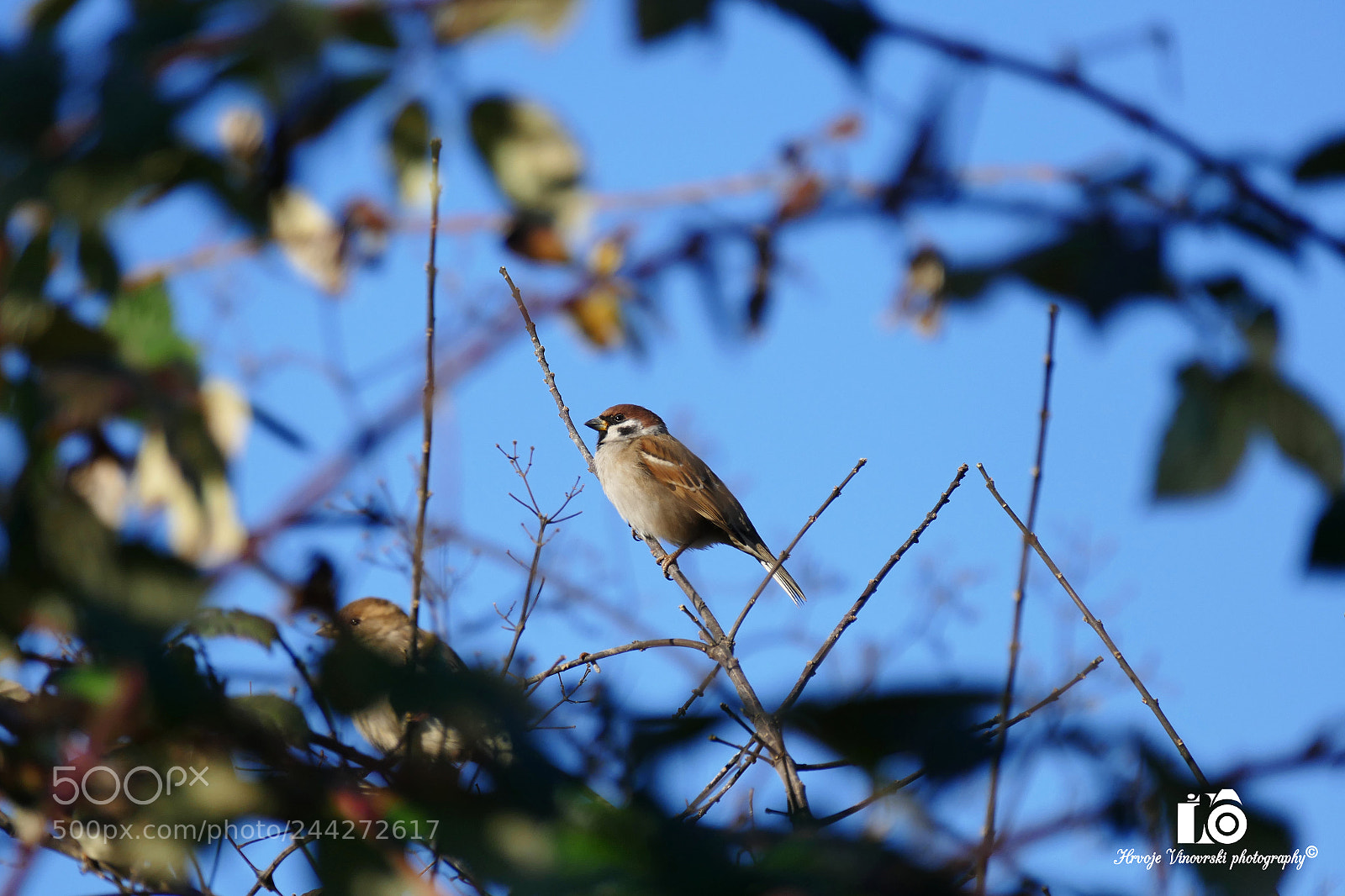 Panasonic Lumix DMC-FZ1000 sample photo. Little sparrow photography