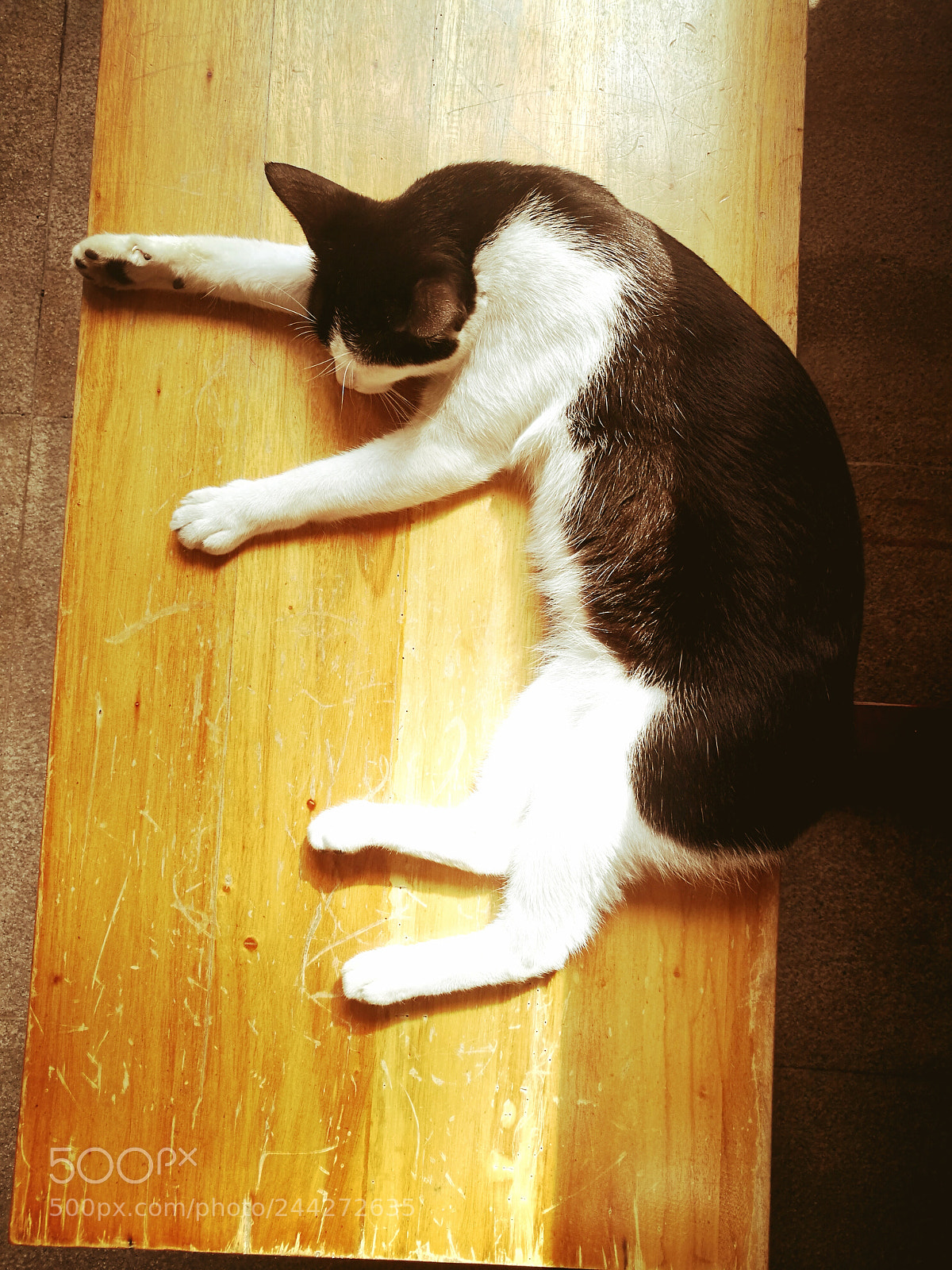 HUAWEI P9 Plus sample photo. Catnap photography