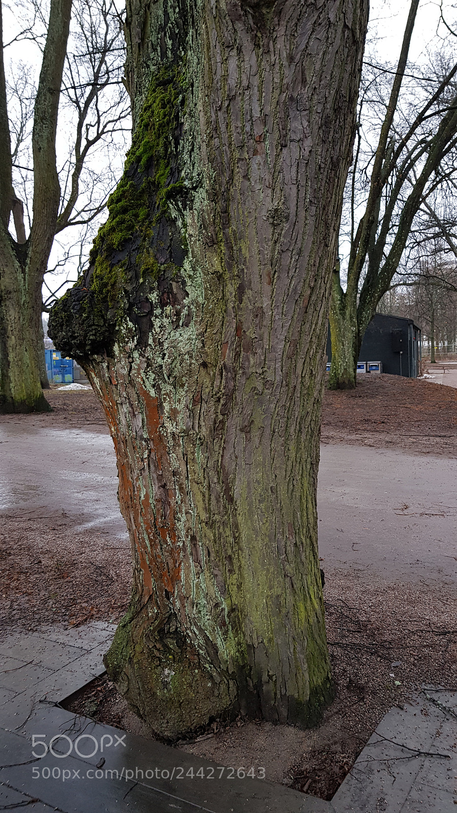 Samsung Galaxy S8 sample photo. A odd coltree trunk photography