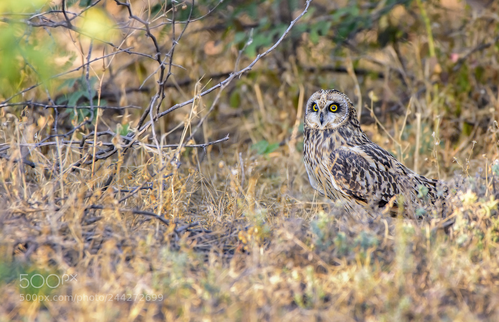 Nikon D7200 sample photo. Short eared owl photography