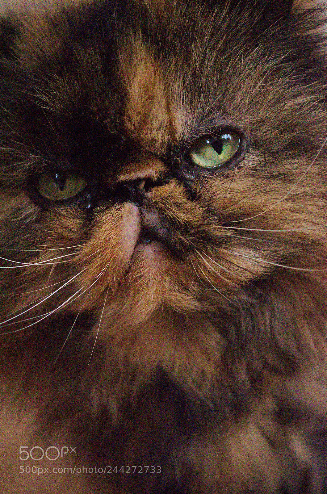 Nikon D5100 sample photo. Zottel photography
