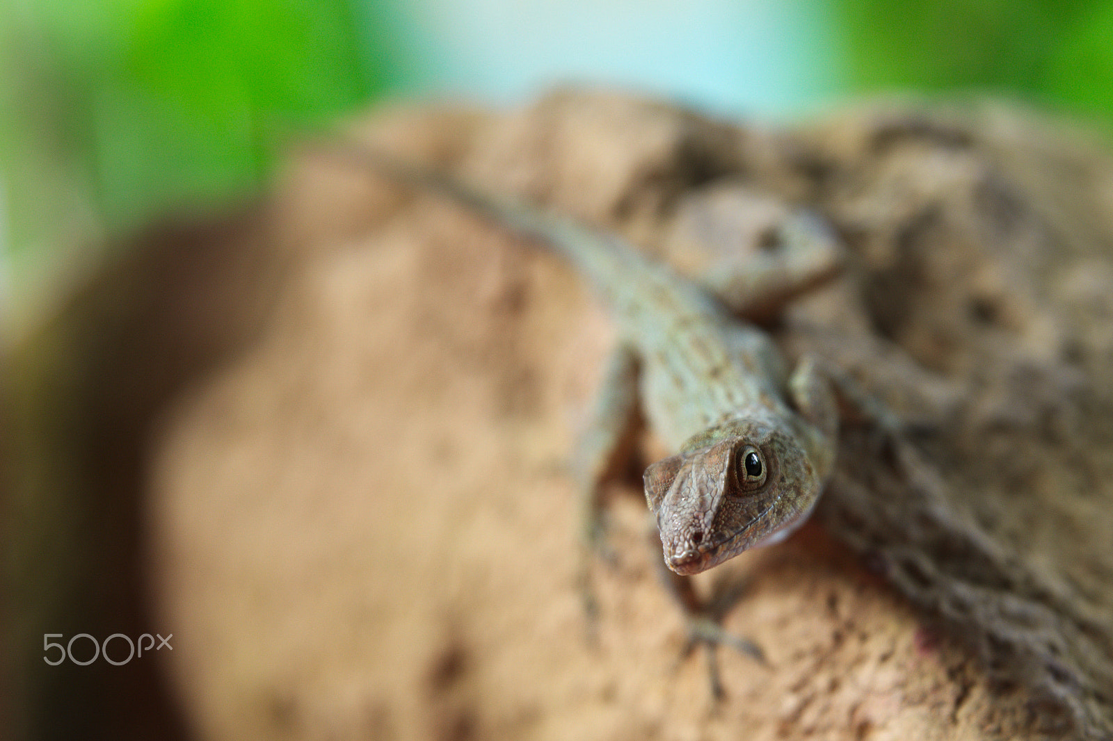 Pentax K-3 sample photo. Caribbean lizard photography
