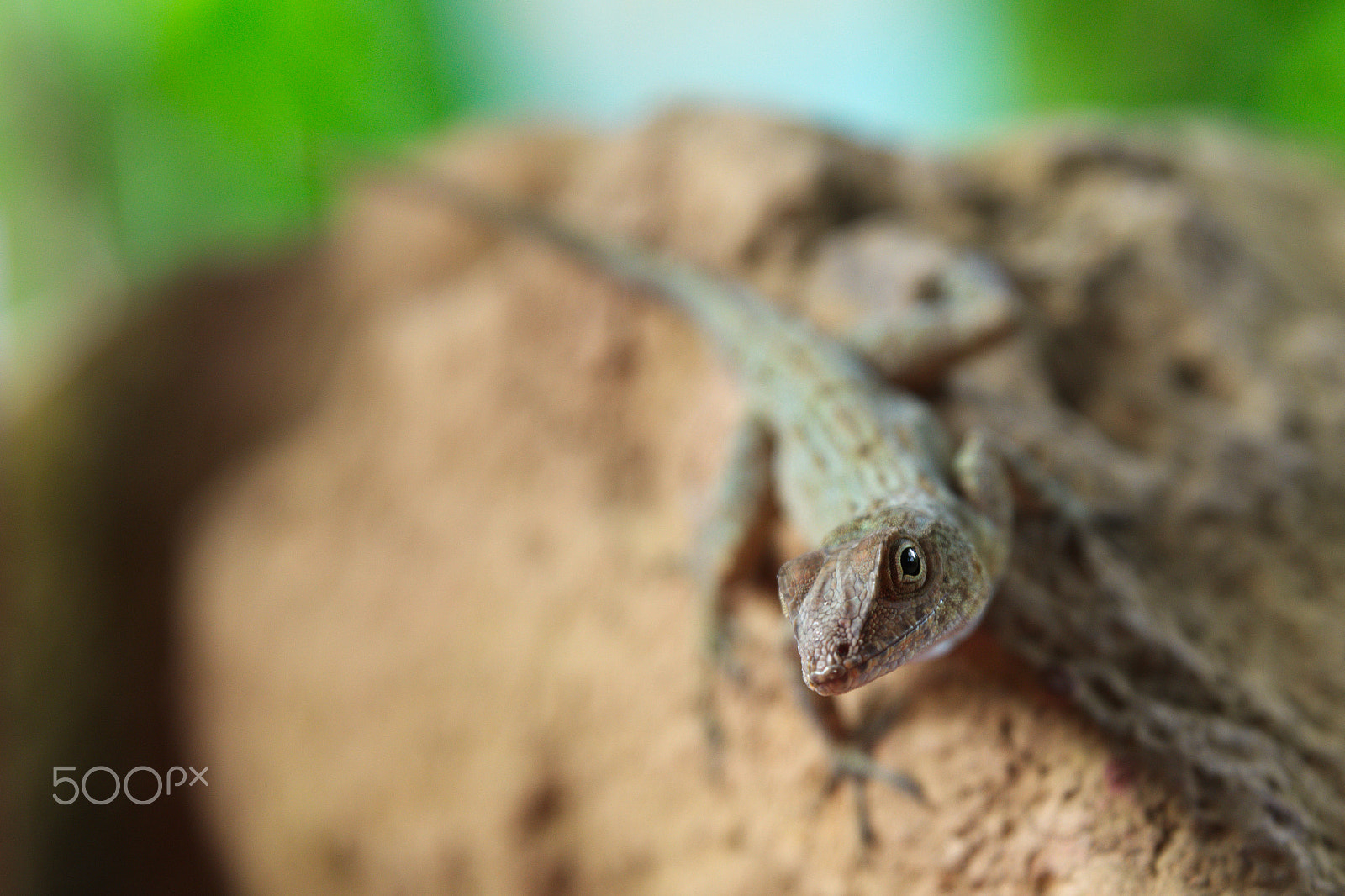 HD Pentax D FA 24-70mm F2.8 ED SDM WR sample photo. Caribbean lizard photography