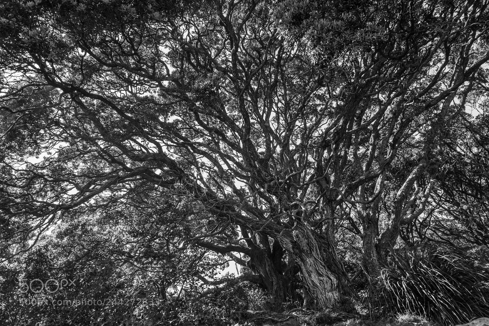 Nikon D800E sample photo. Tree tauranga, new zealand photography