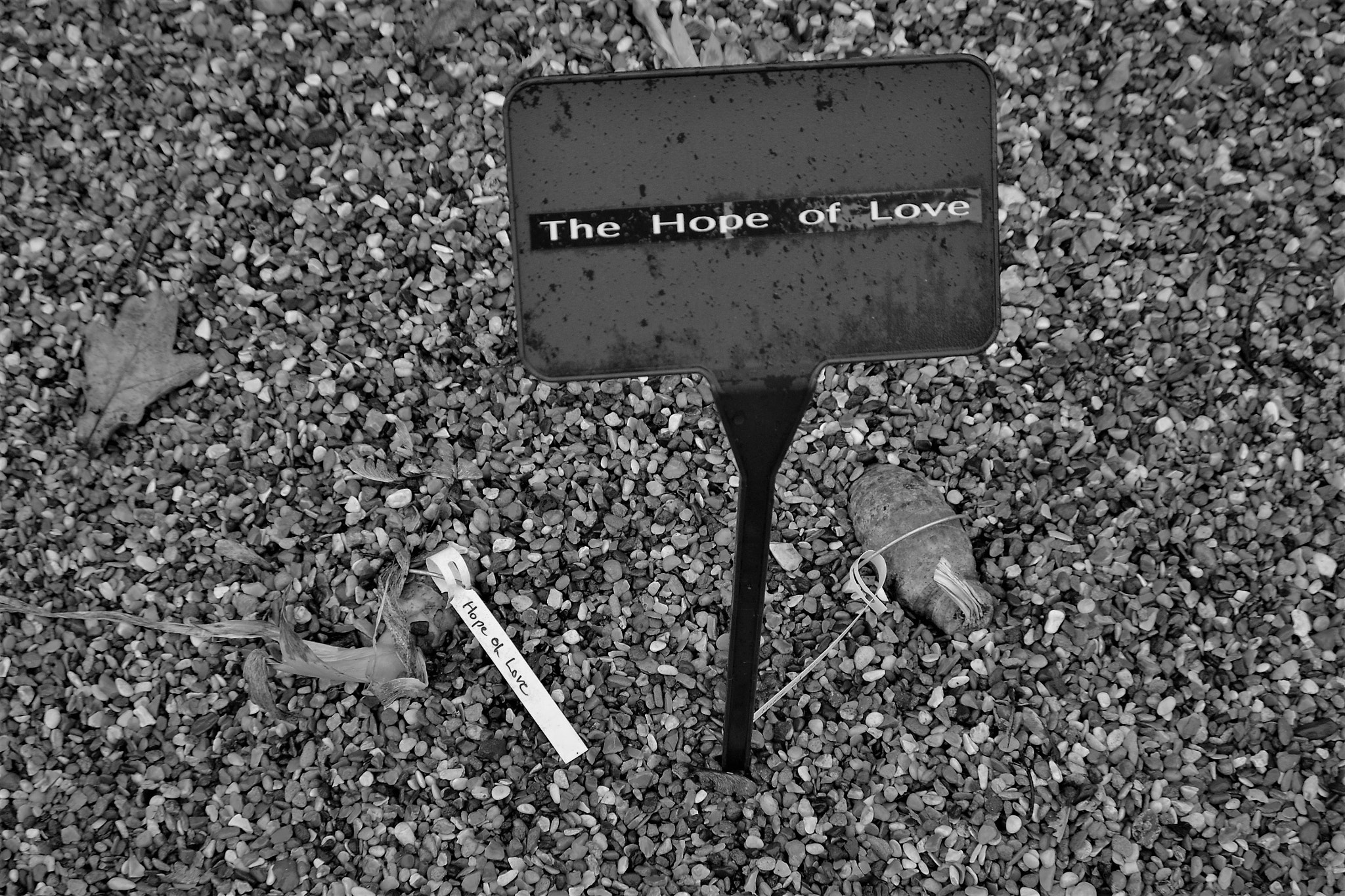 Nikon D3100 sample photo. Sowing the seeds of photography