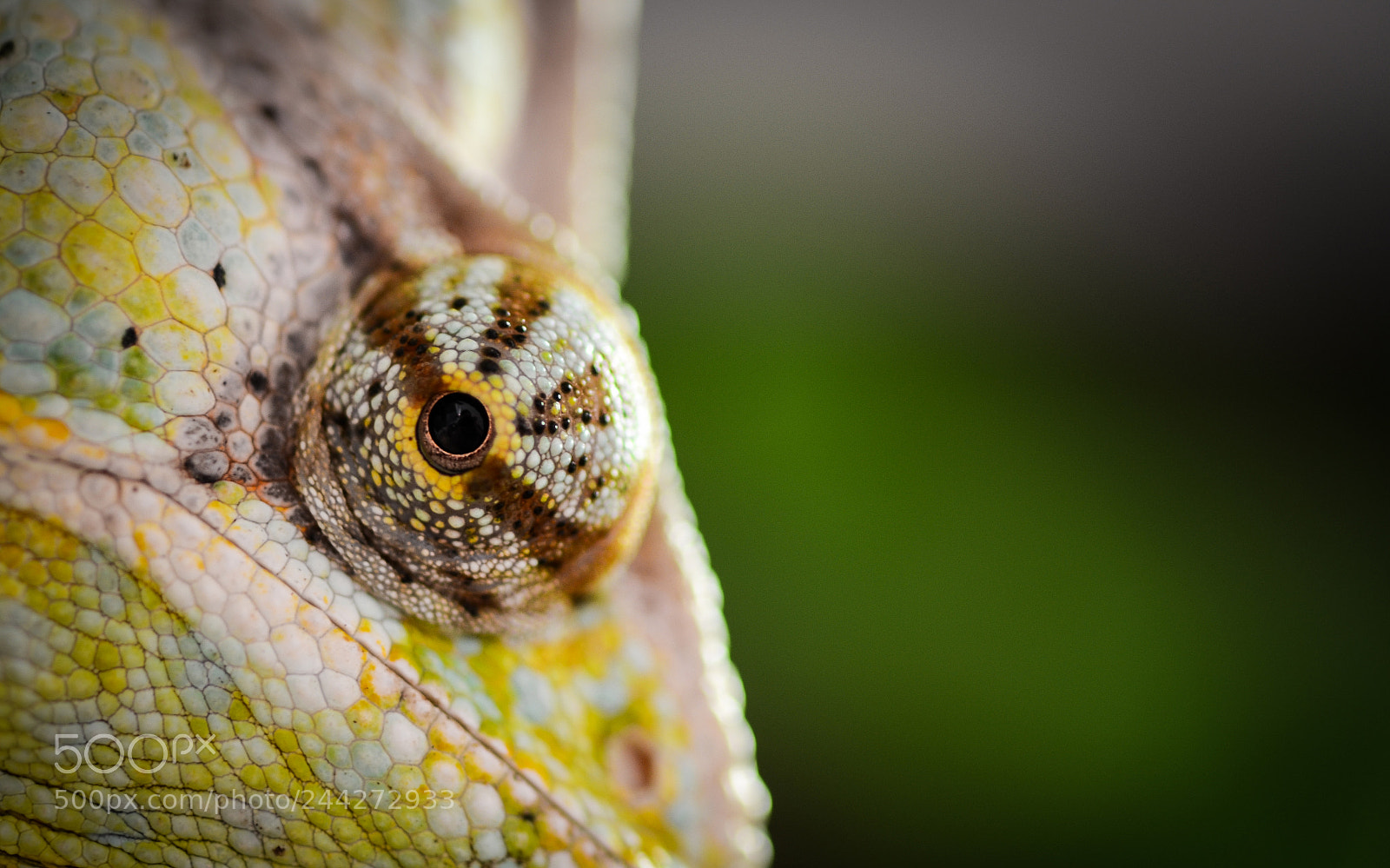 Nikon D5100 sample photo. Chamaeleo calyptratus photography