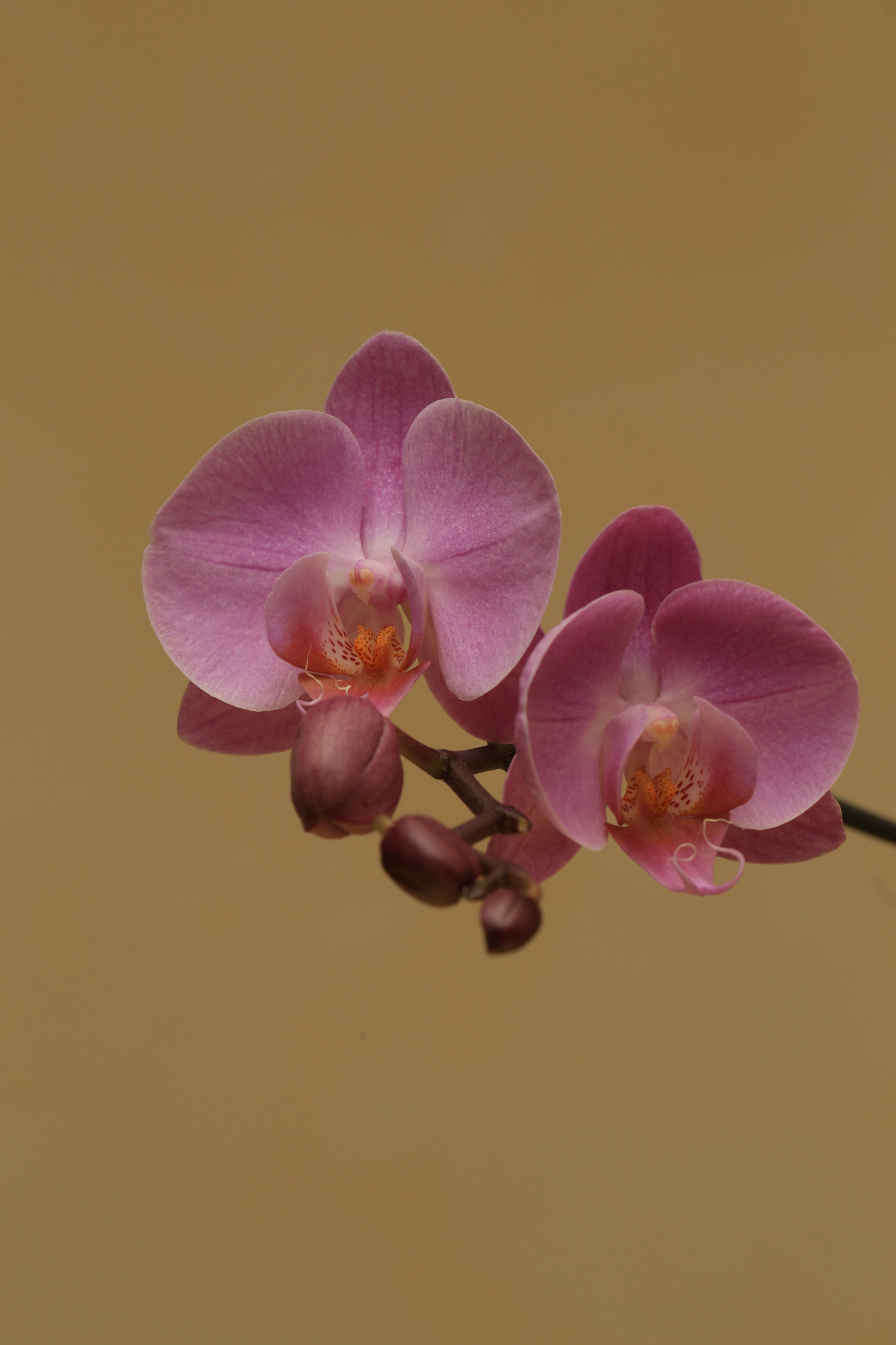 Canon EF 100mm F2.8L Macro IS USM sample photo. Floraison photography
