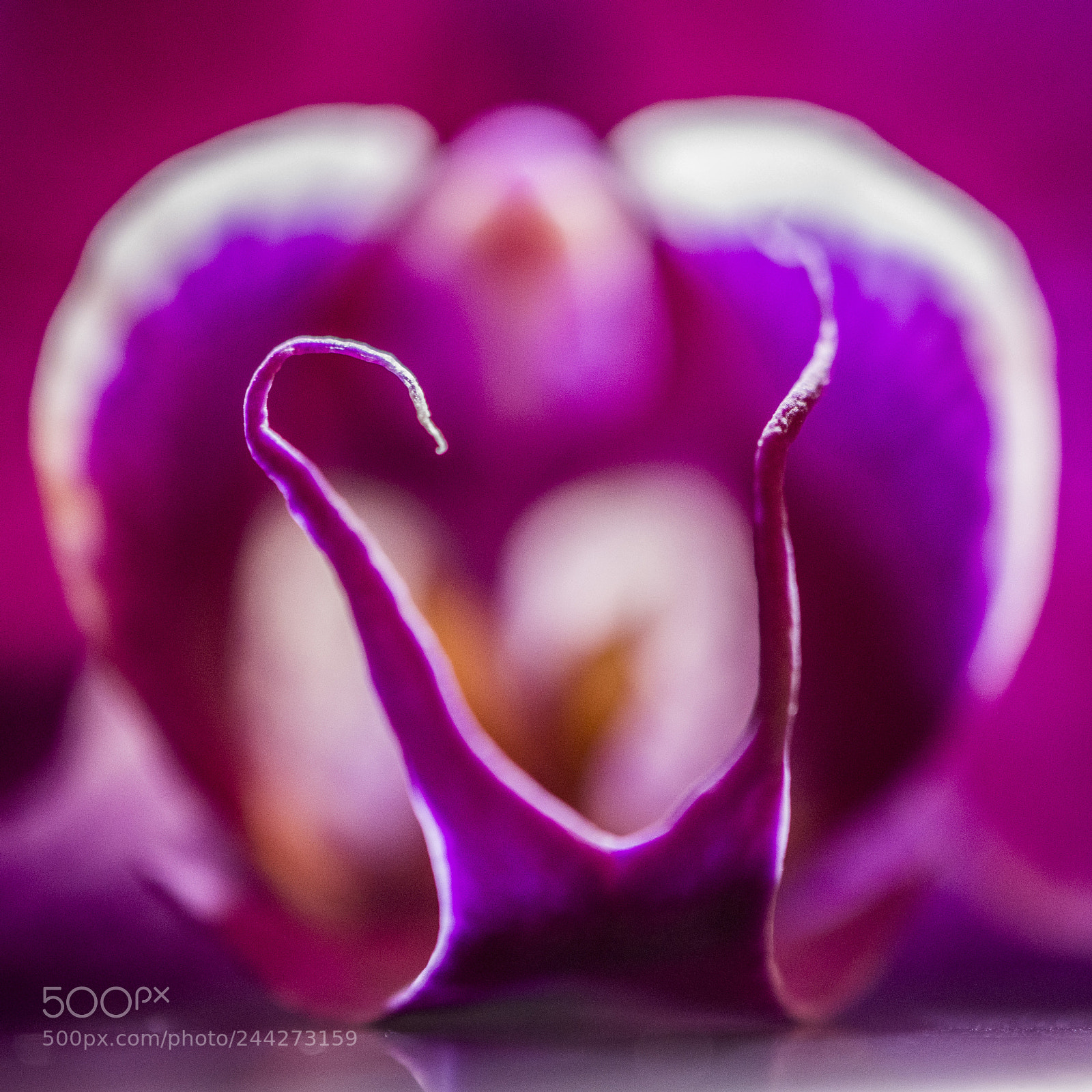 Nikon D7100 sample photo. Orchid 29.1.2018 photography