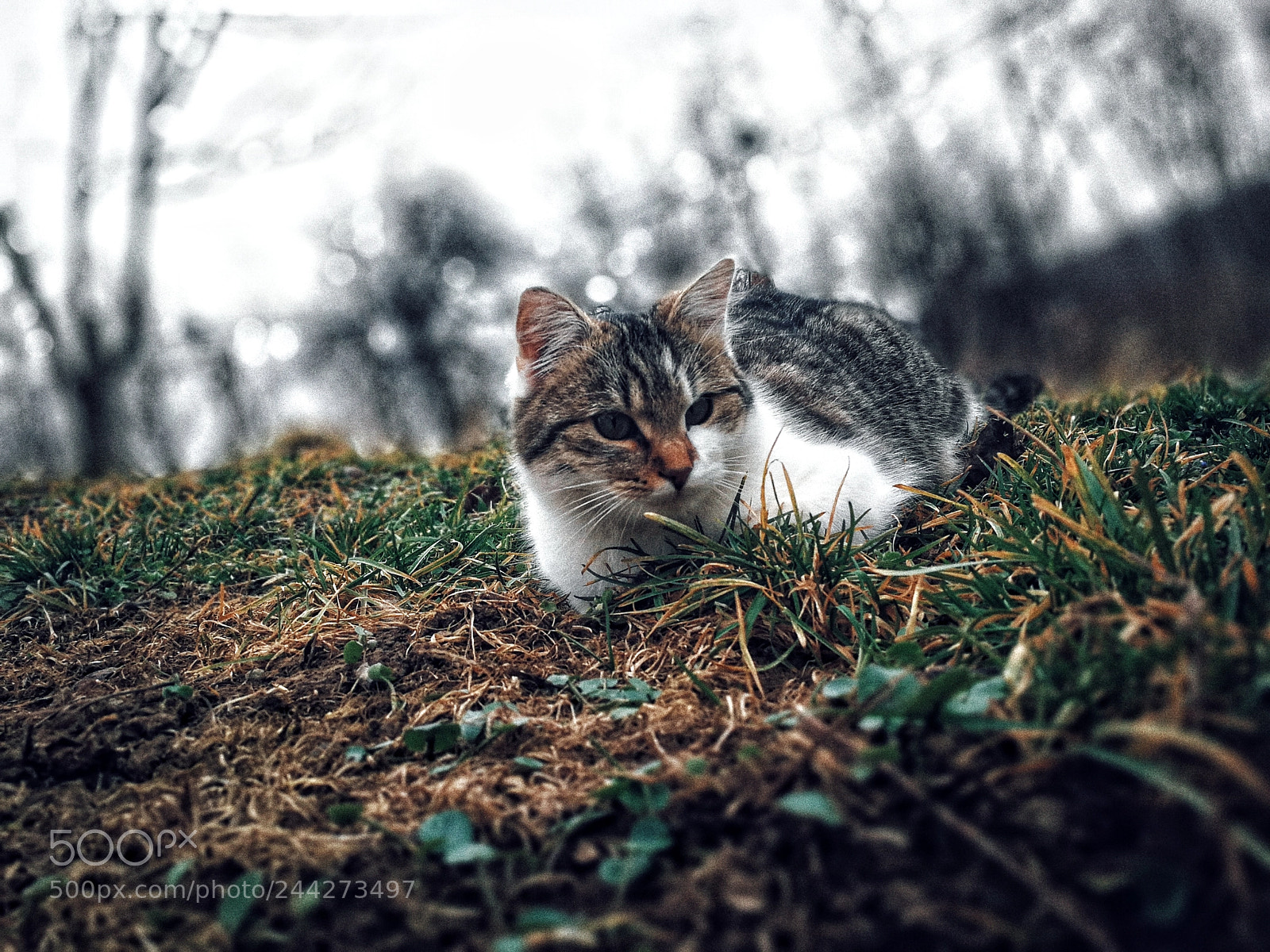 HUAWEI P10 sample photo. Little cat photography