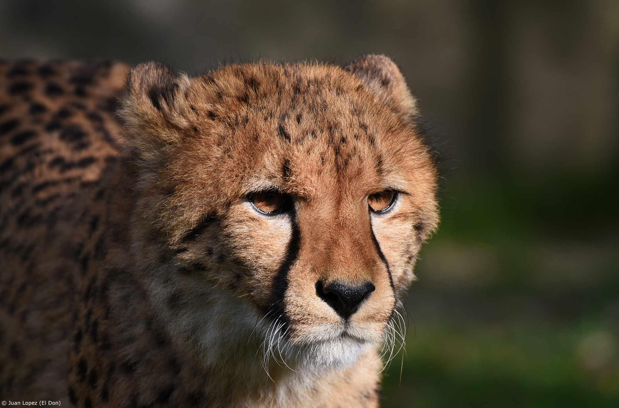 Sigma 150-600mm F5-6.3 DG OS HSM | S sample photo. Cat....!! photography