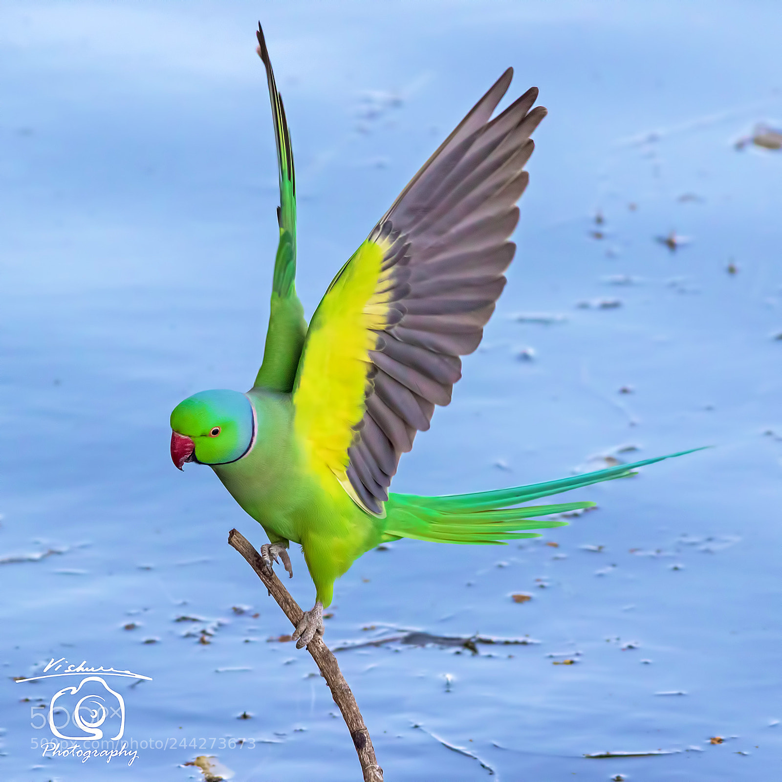 Canon EOS 7D Mark II sample photo. Rose ringed parakeet gajner photography