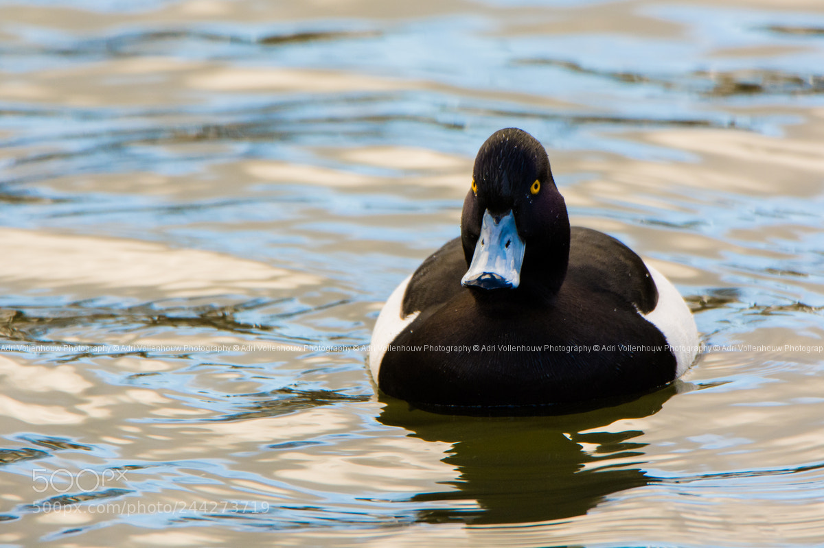 Nikon D7100 sample photo. Tufted duck photography