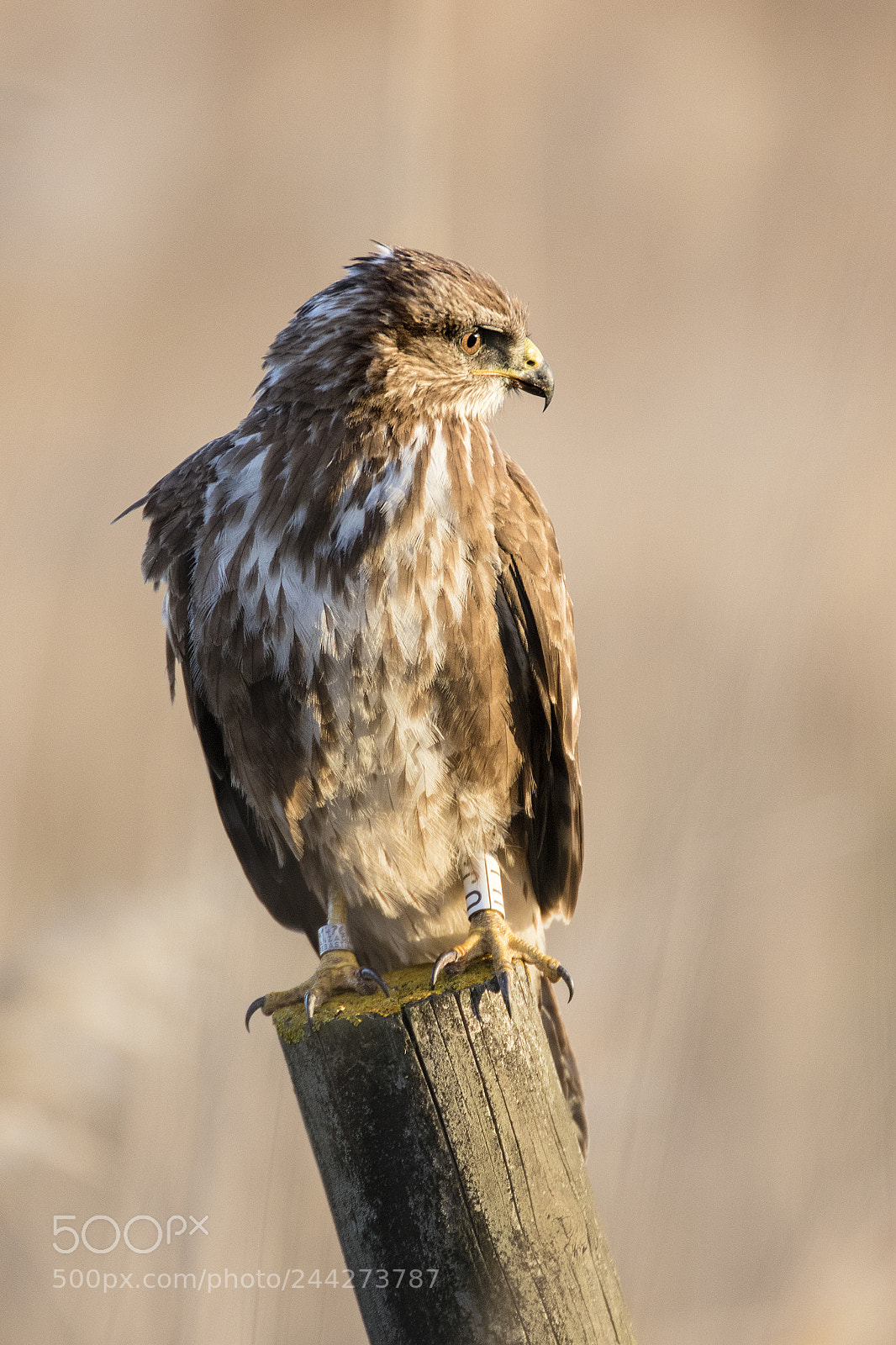 Canon EOS 7D Mark II sample photo. Buteo buteo photography