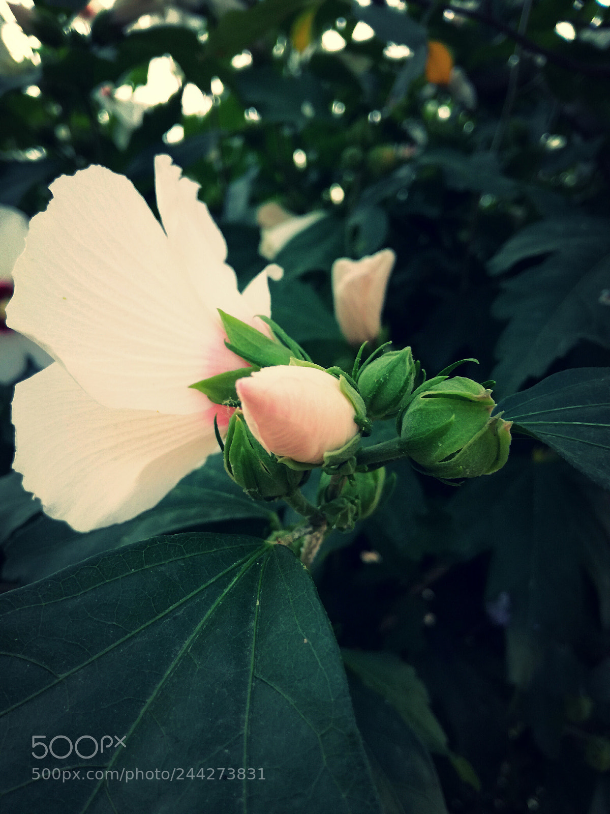 HUAWEI P9 LITE sample photo. Gentle colours photography