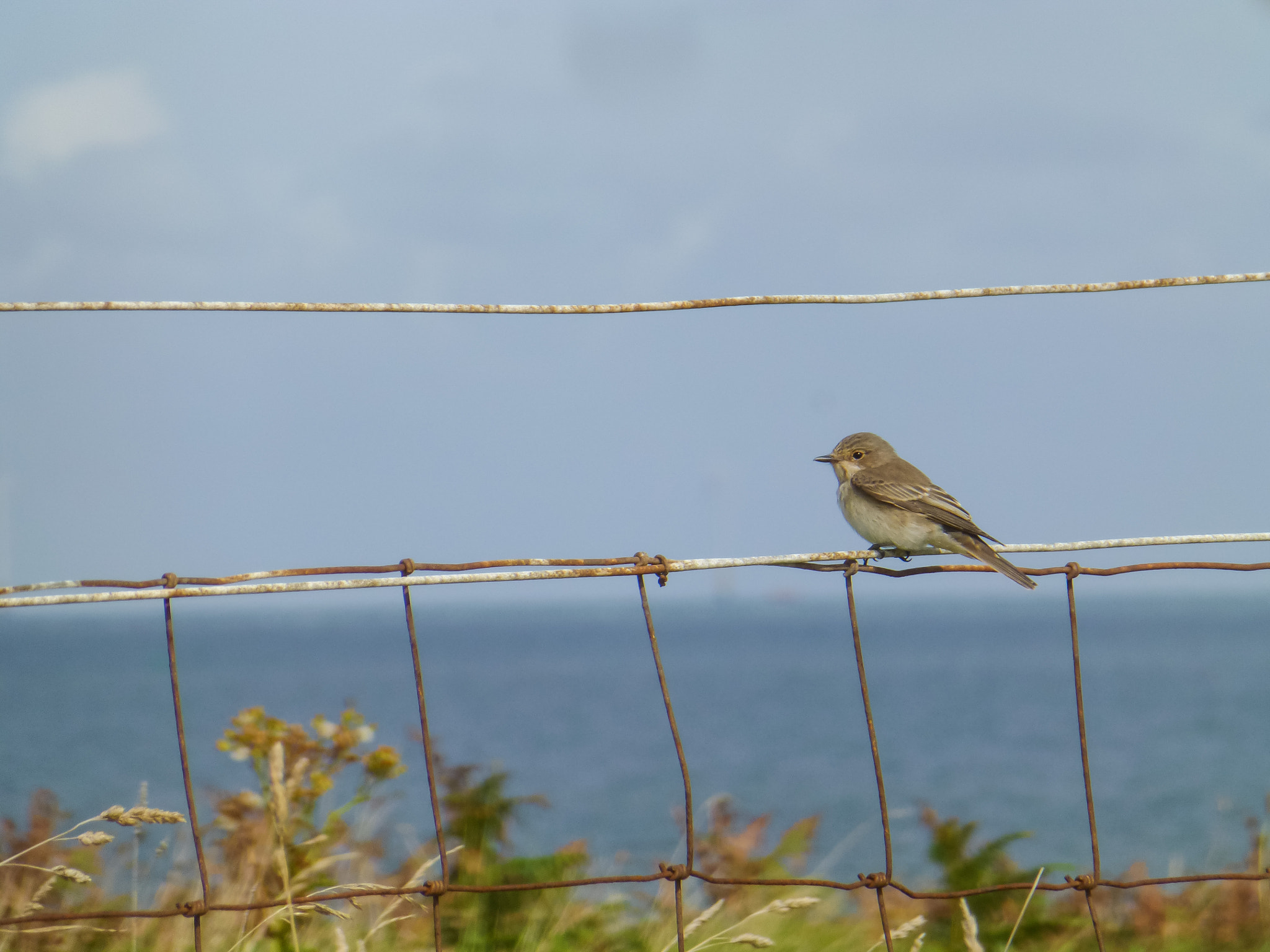 Panasonic Lumix DMC-ZS20 (Lumix DMC-TZ30) sample photo. A bird on a wire fence at the seaside photography