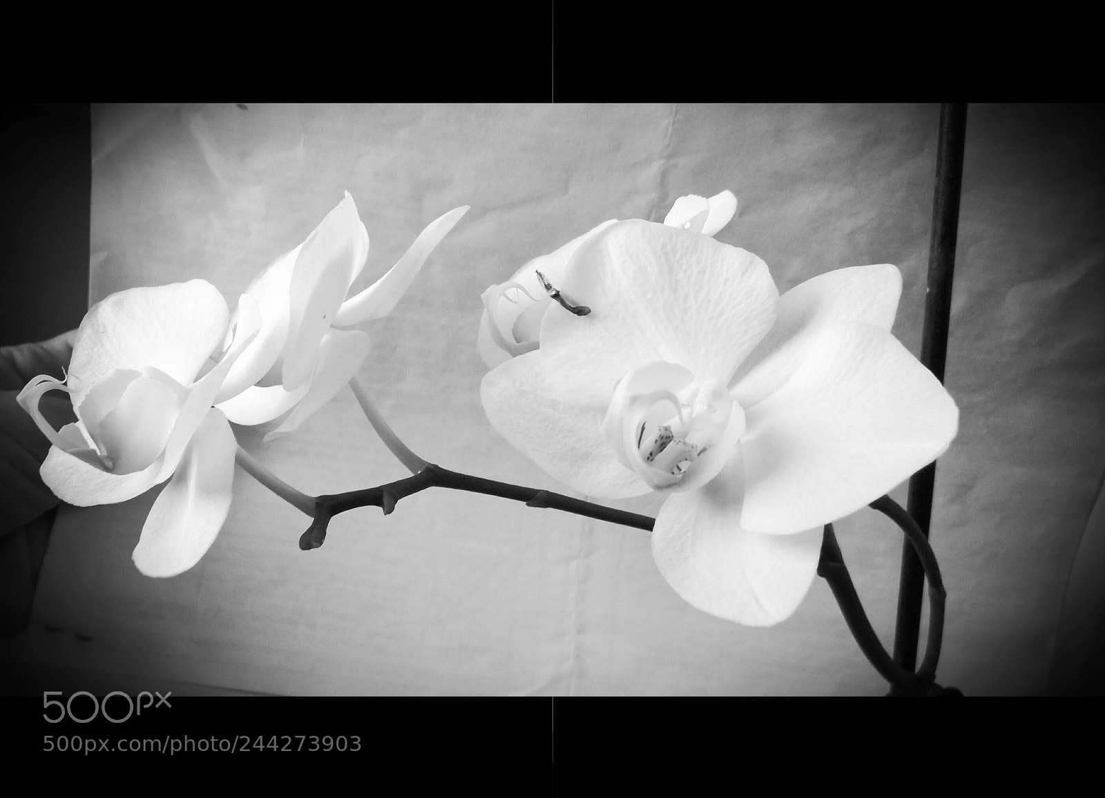 HUAWEI P9 LITE sample photo. Black and white phalaenopsis photography