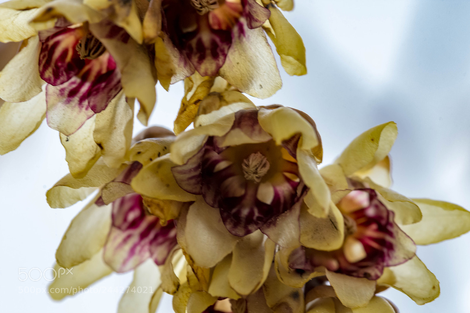 Nikon D7200 sample photo. Carcantus photography