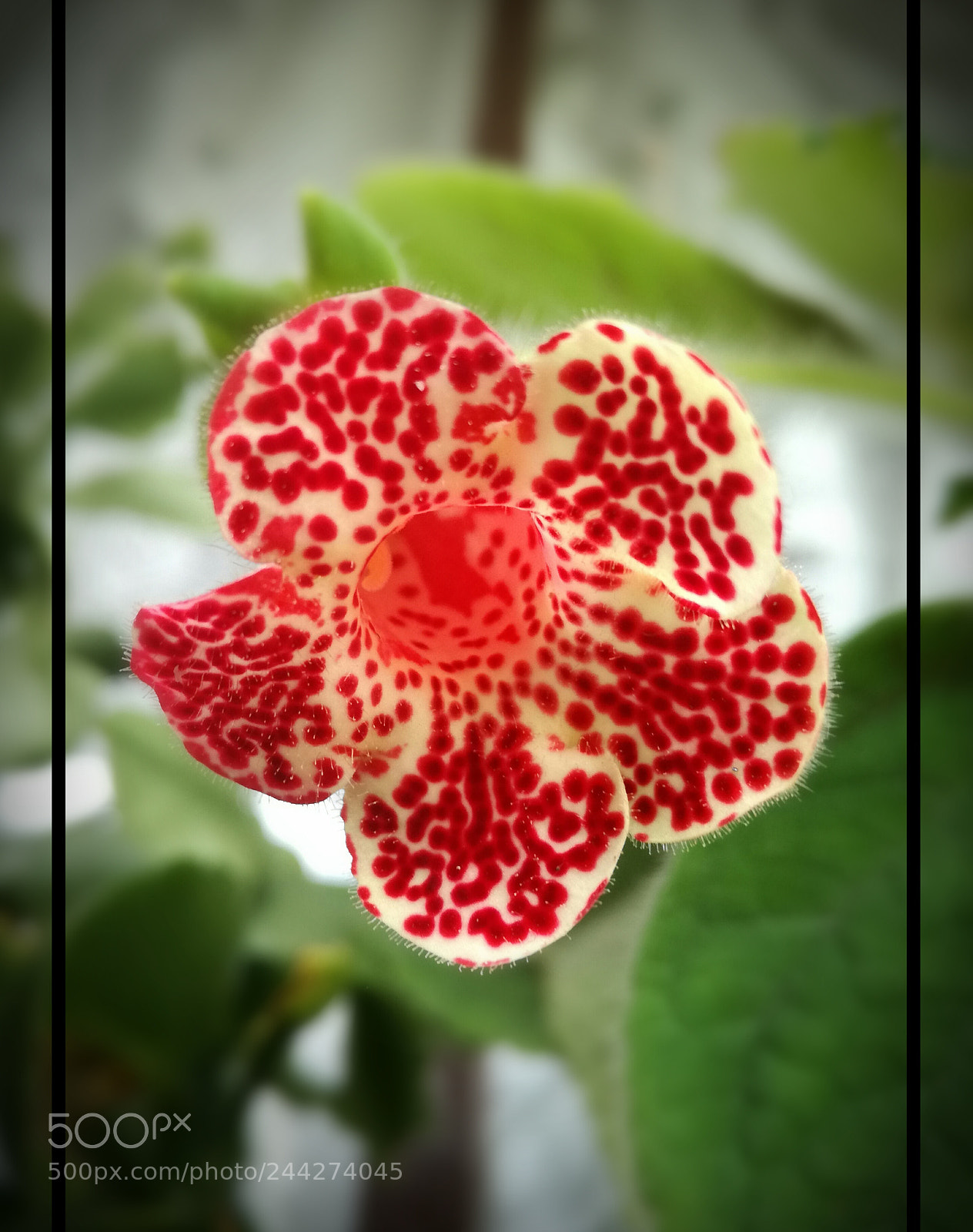 HUAWEI P9 LITE sample photo. Gloxinia photography