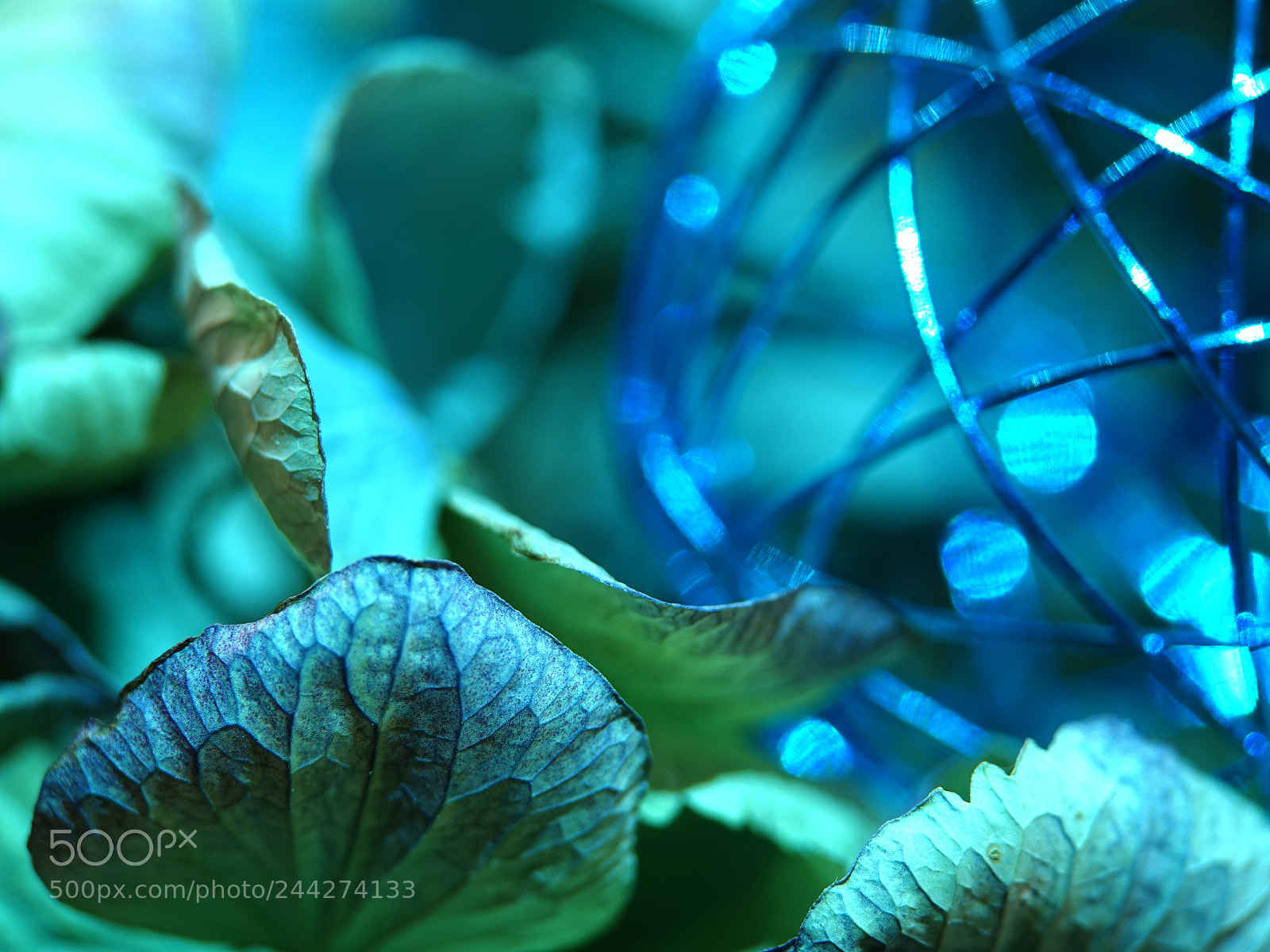 Sony Cyber-shot DSC-RX10 IV sample photo. Winter flower photography